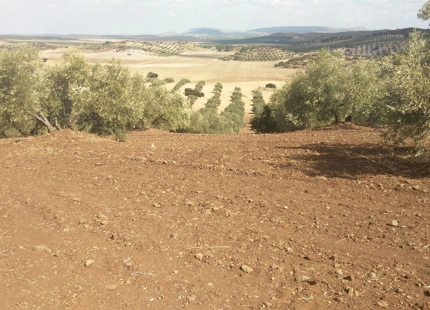 Finca en venta en Antequera