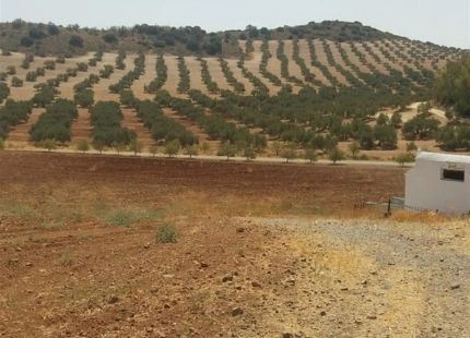 Finca en venta en Antequera