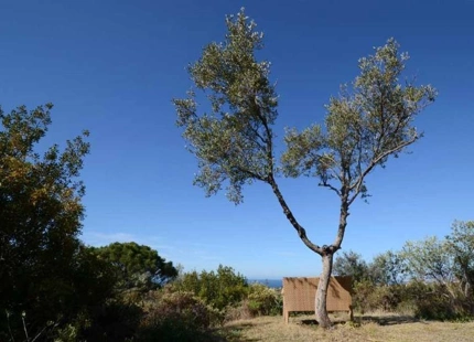 Villa for sale in El Rosario, Marbella East