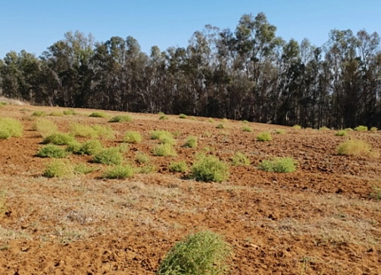 TERRENO PARA LA VENTA EN CADIZ