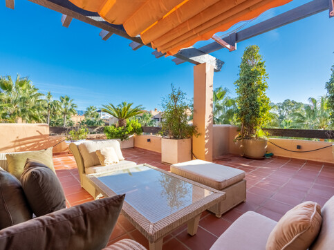 Kalanchoe Penthouse