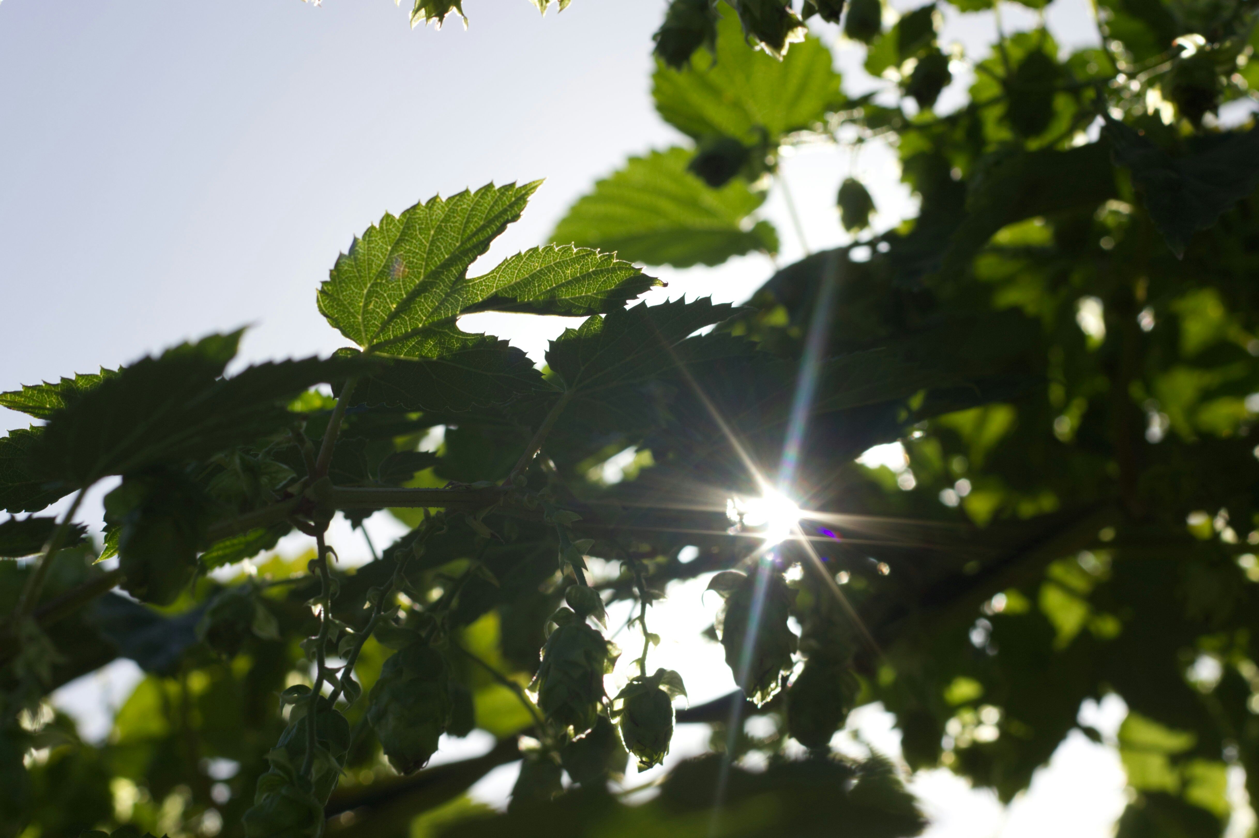 Sustainability