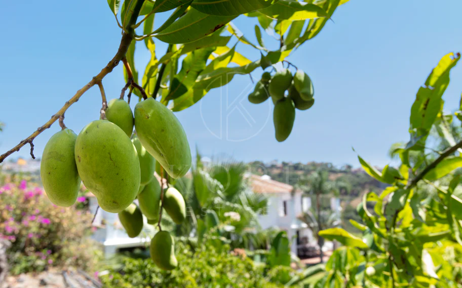 Villa exclusiva en parcela llana de 3.000 m², con absoluta privacidad, vistas al mar, jardín maduro con frutales, piscina, amplias terrazas y vivienda completamente renovada. Excelente ubicación, equipamiento y capacidad de aparcamiento.