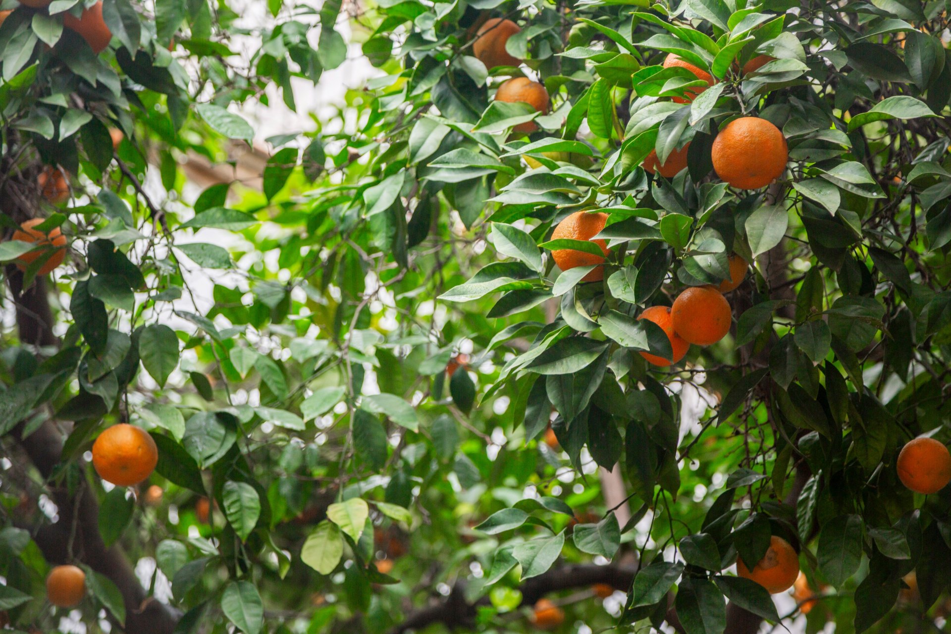 Casa Guadalupe, a house full of character in the very heart of Seville