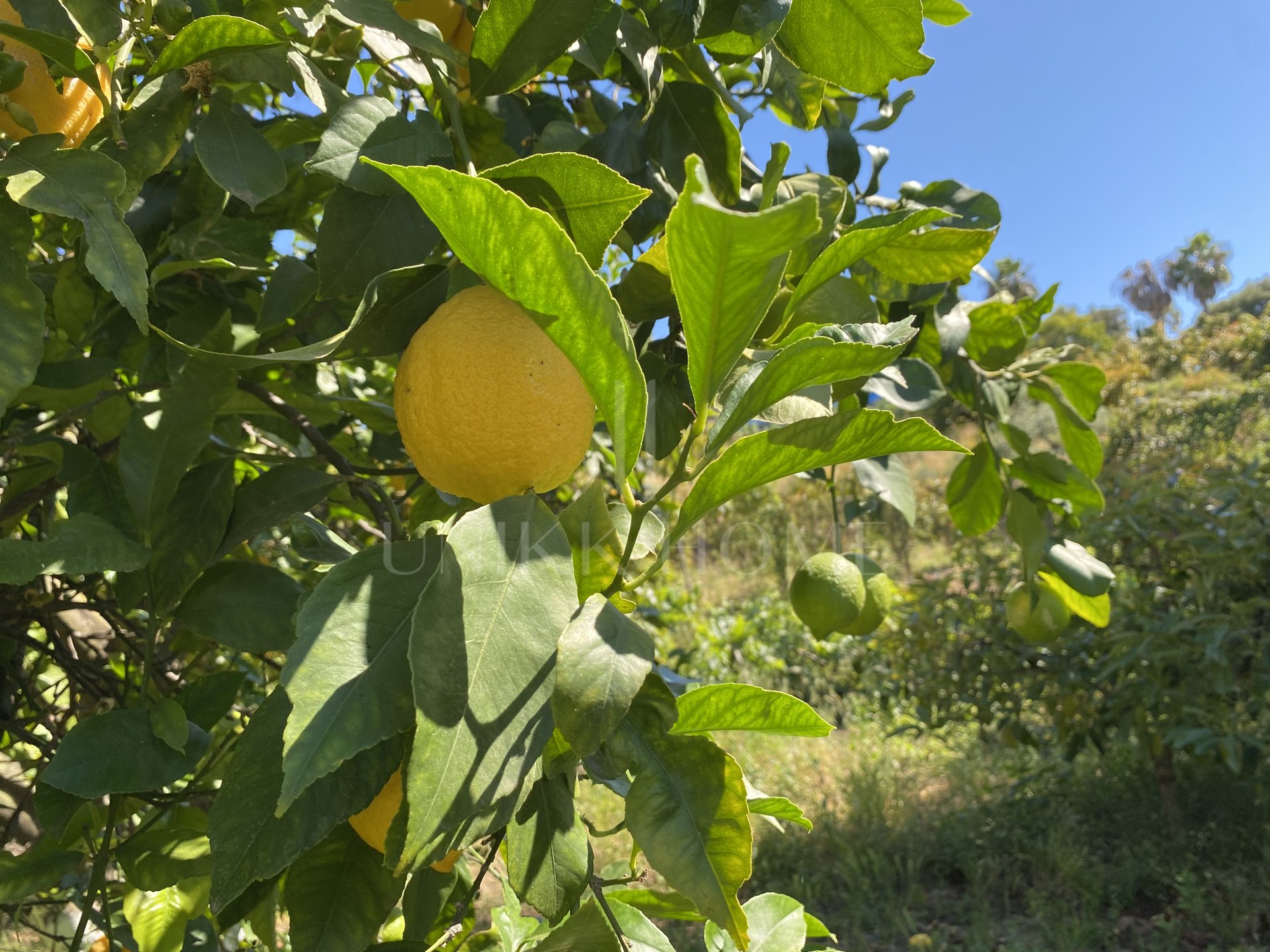 Encantadora Finca Rústica Renovada con Piscina Privada y Producción de Arboles Frutales en El Padrón, Estepona