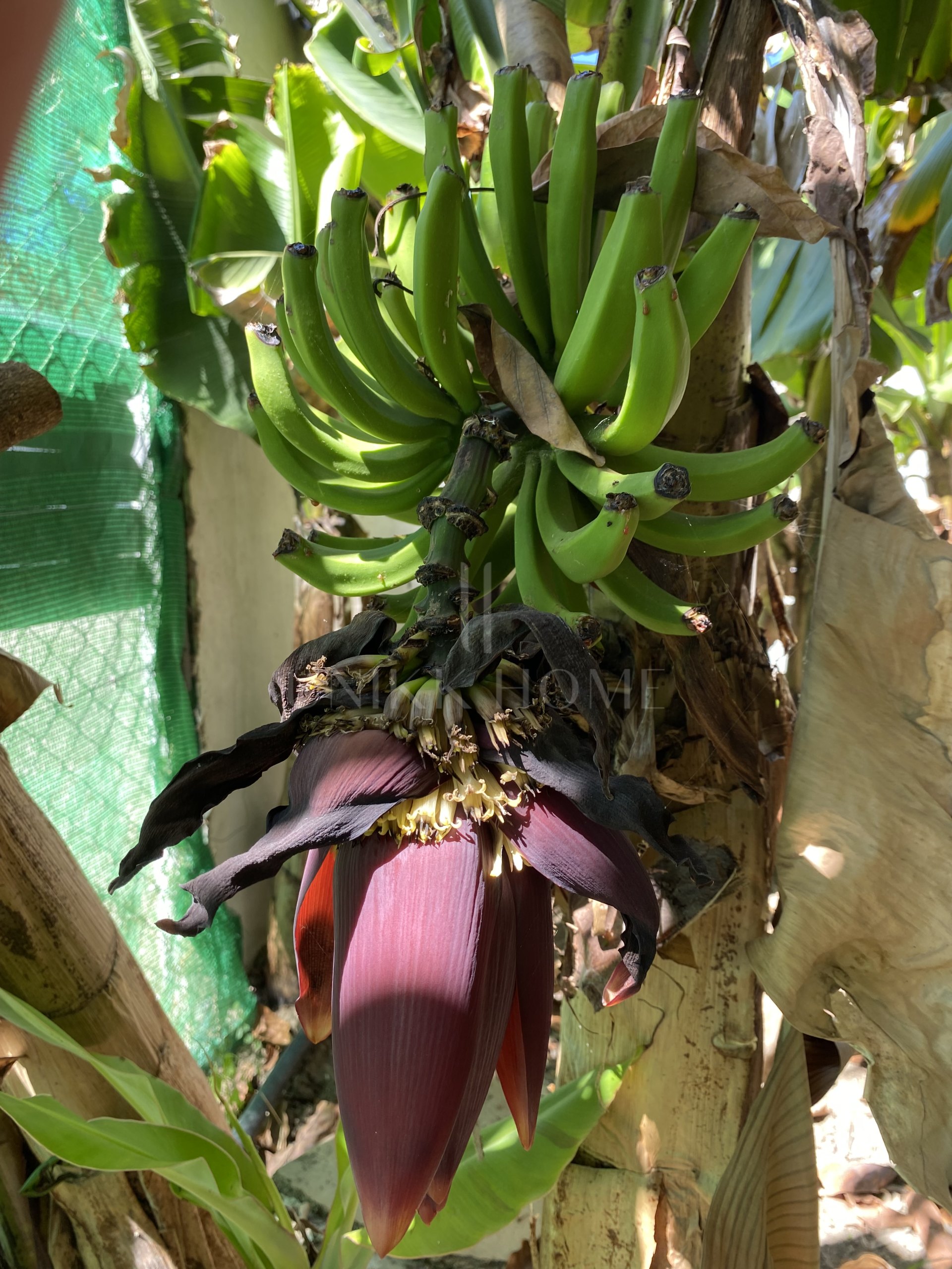 Encantadora Finca Rústica Renovada con Piscina Privada y Producción de Arboles Frutales en El Padrón, Estepona