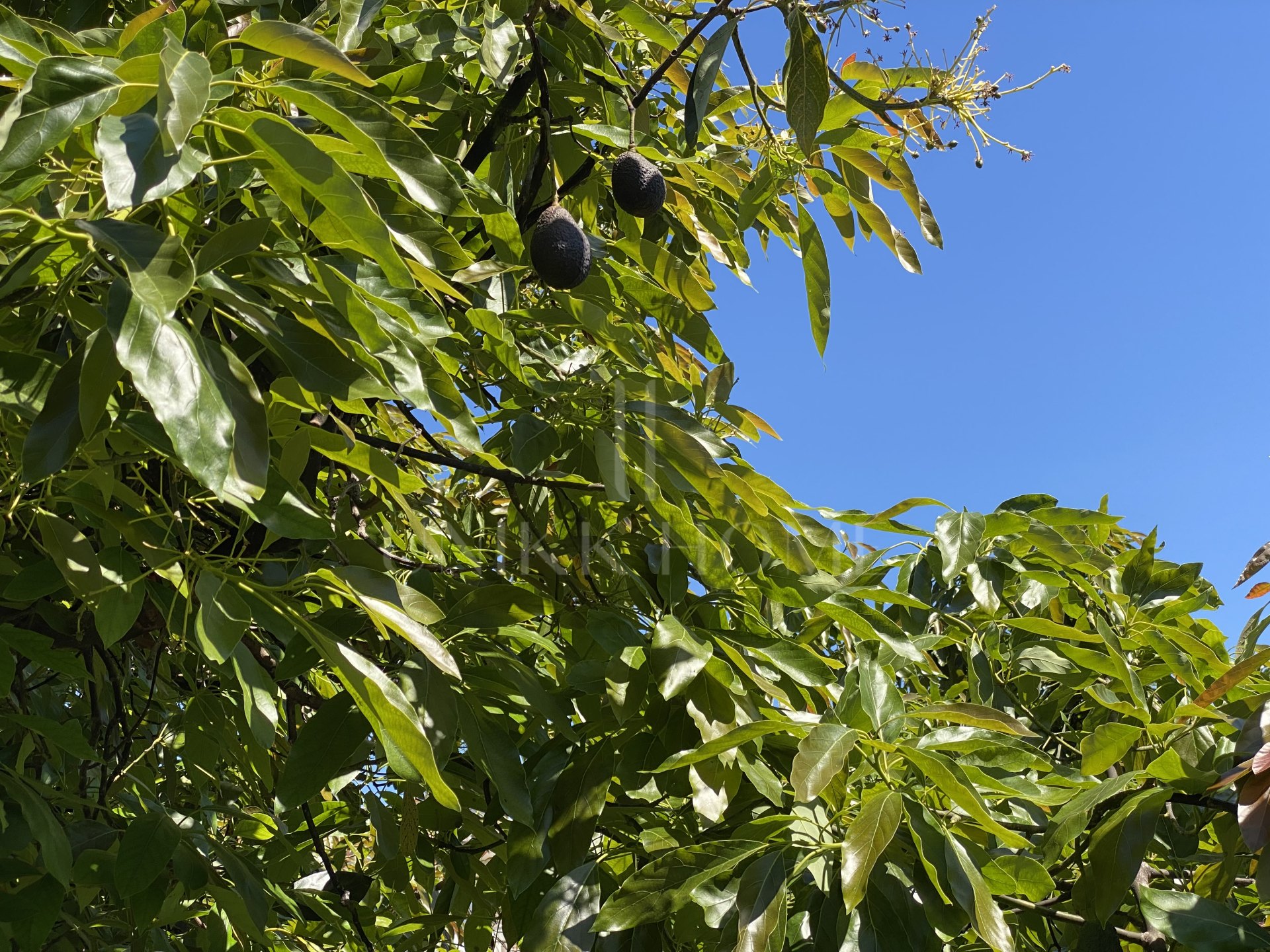 Encantadora Finca Rústica Renovada con Piscina Privada y Producción de Arboles Frutales en El Padrón, Estepona