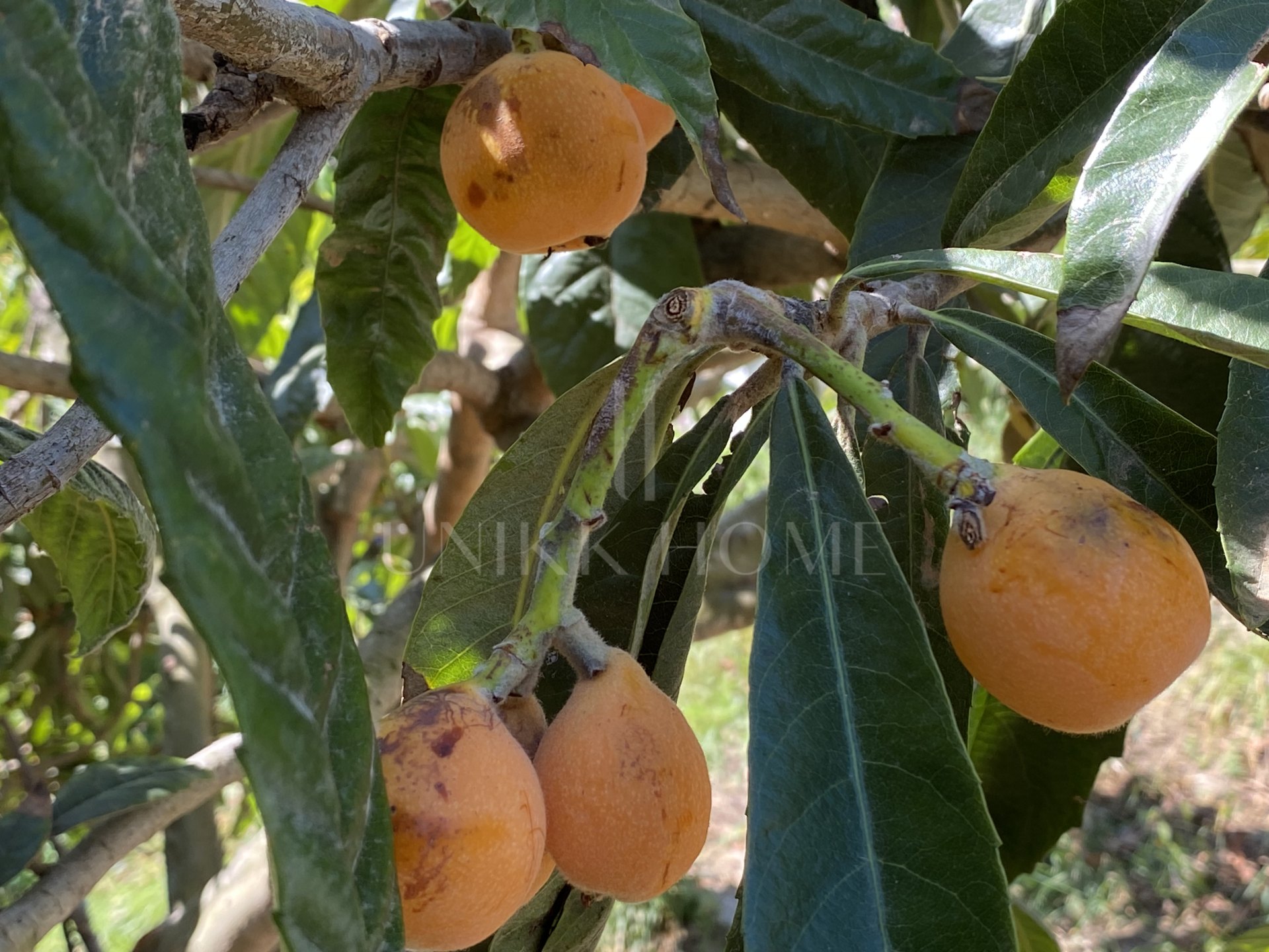 Encantadora Finca Rústica Renovada con Piscina Privada y Producción de Arboles Frutales en El Padrón, Estepona