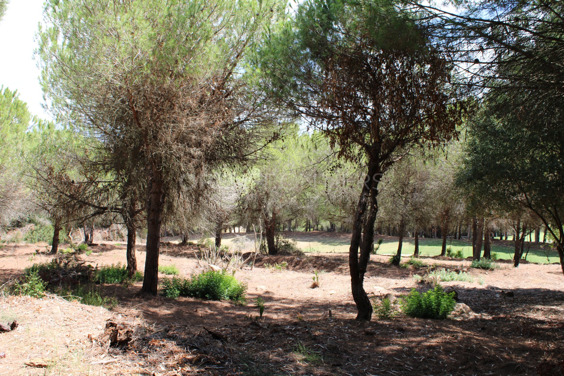 Terrain avec vue sur la mer et le golf à Sotogrande