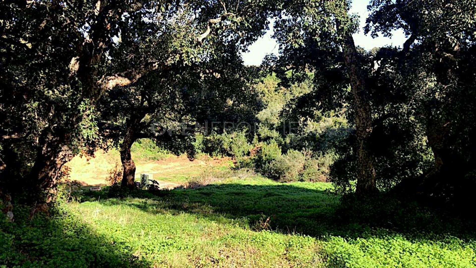 Exclusive Plot with Approved Project and Building Licence in Sotogrande Alto