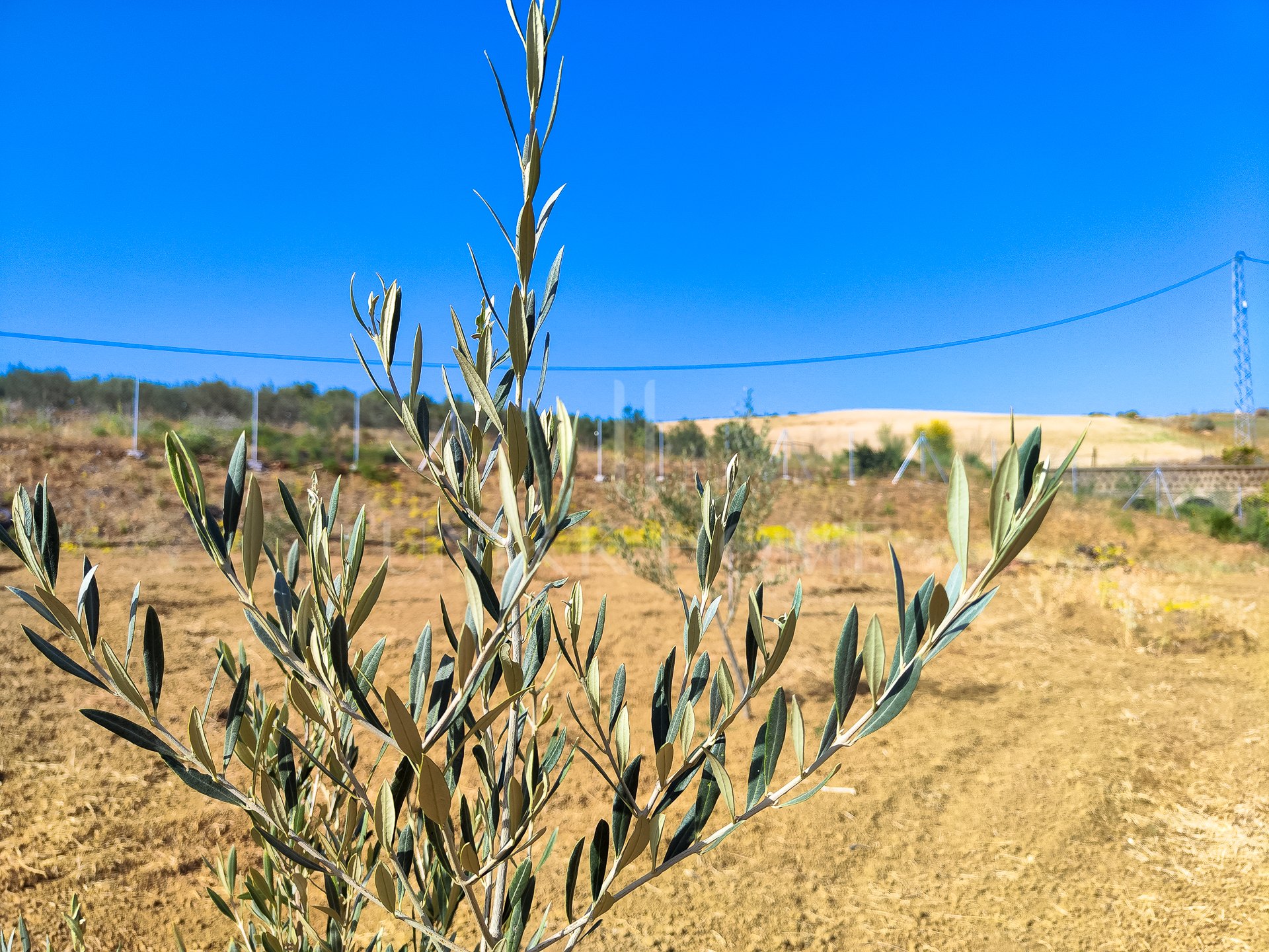 Plot for sale in Coin