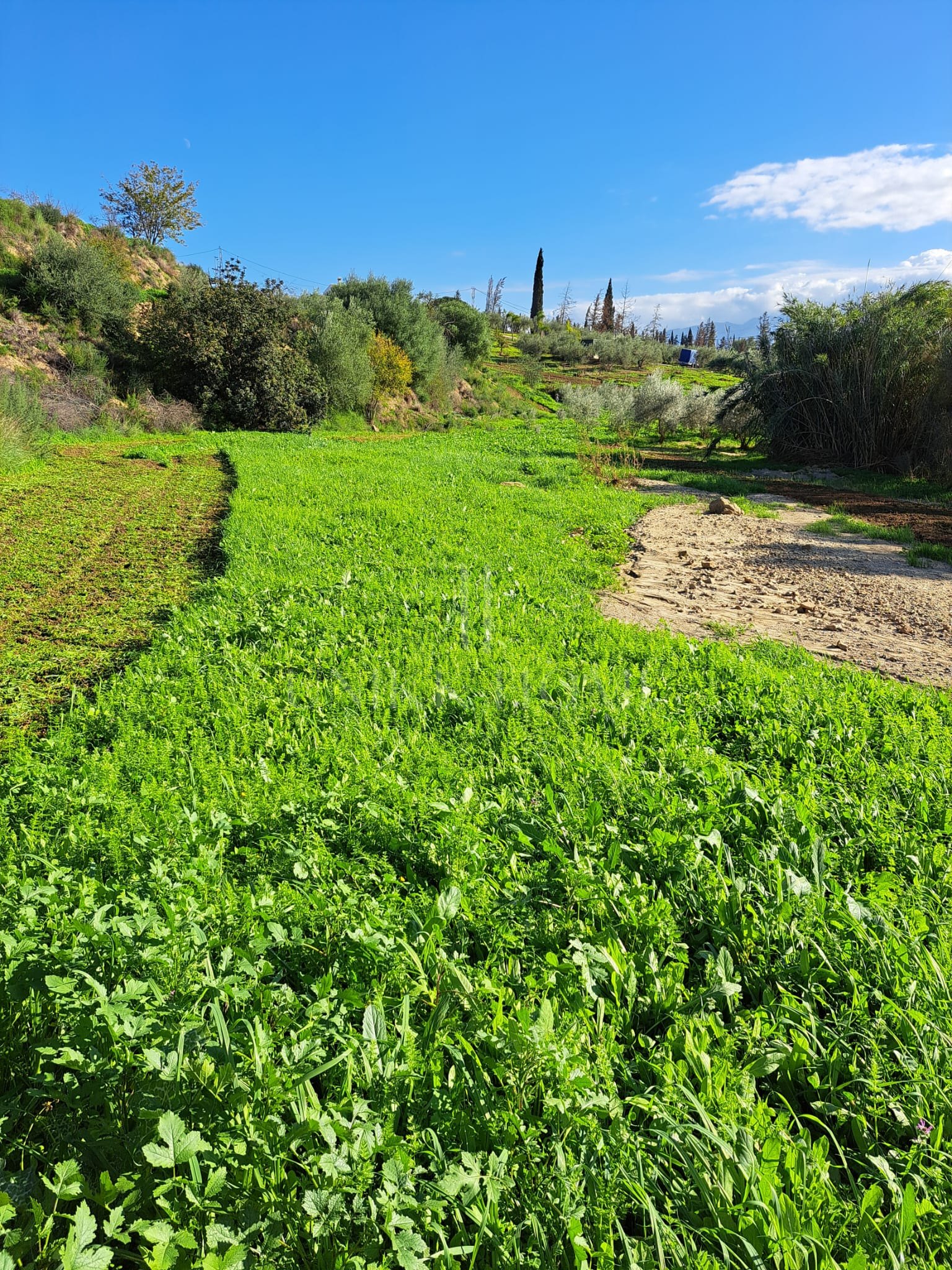 Plot for sale in Coin