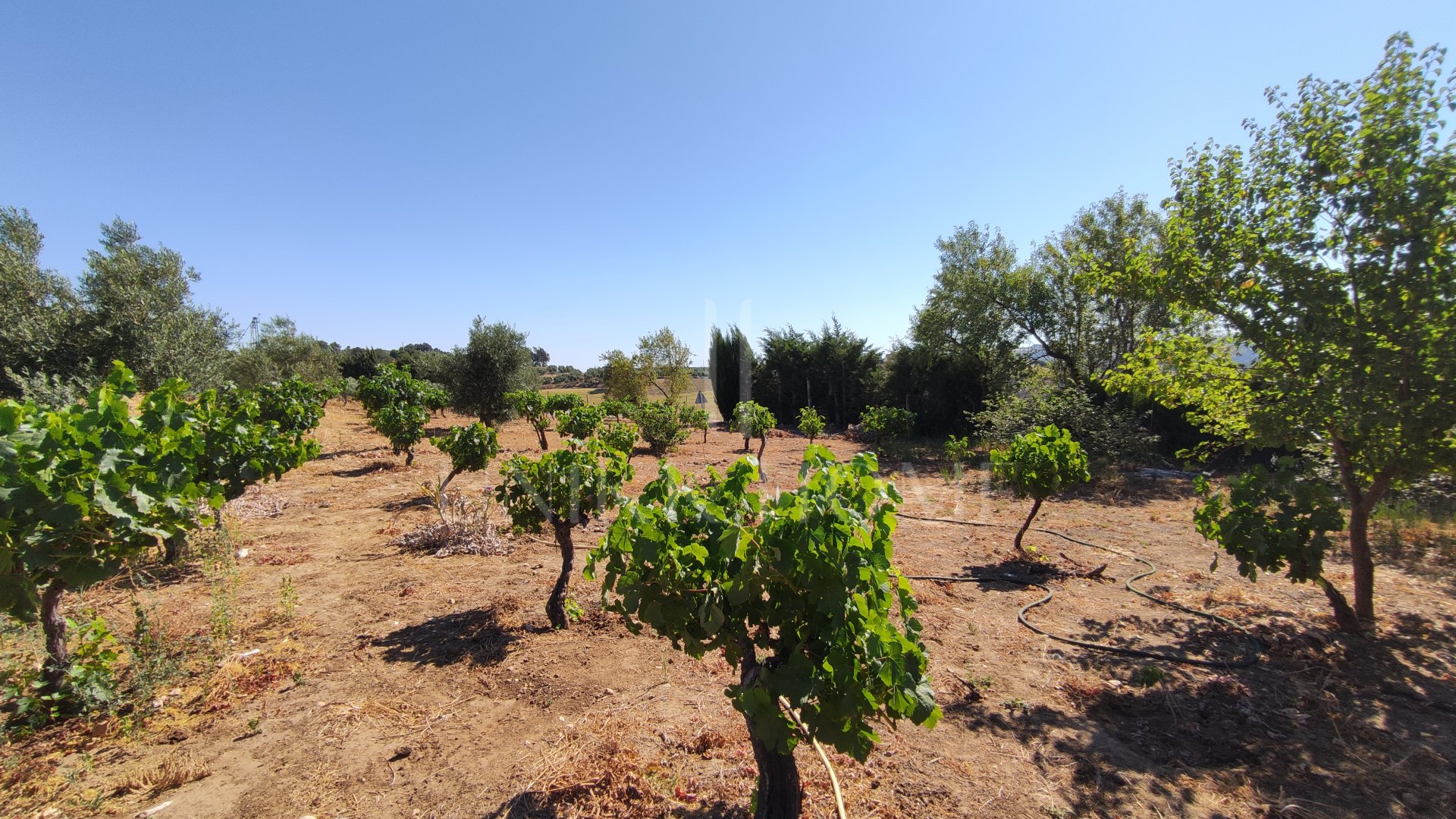 Rustic property in Ronda
