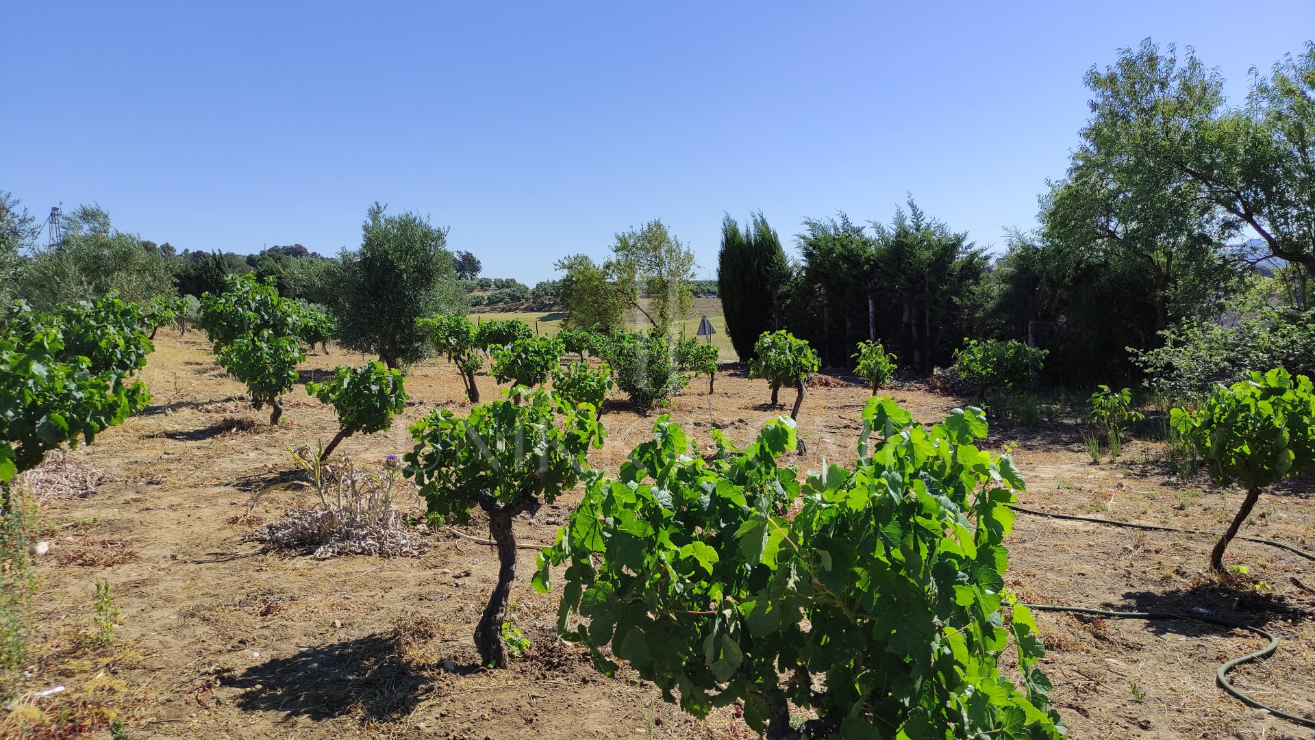 Rustic property in Ronda
