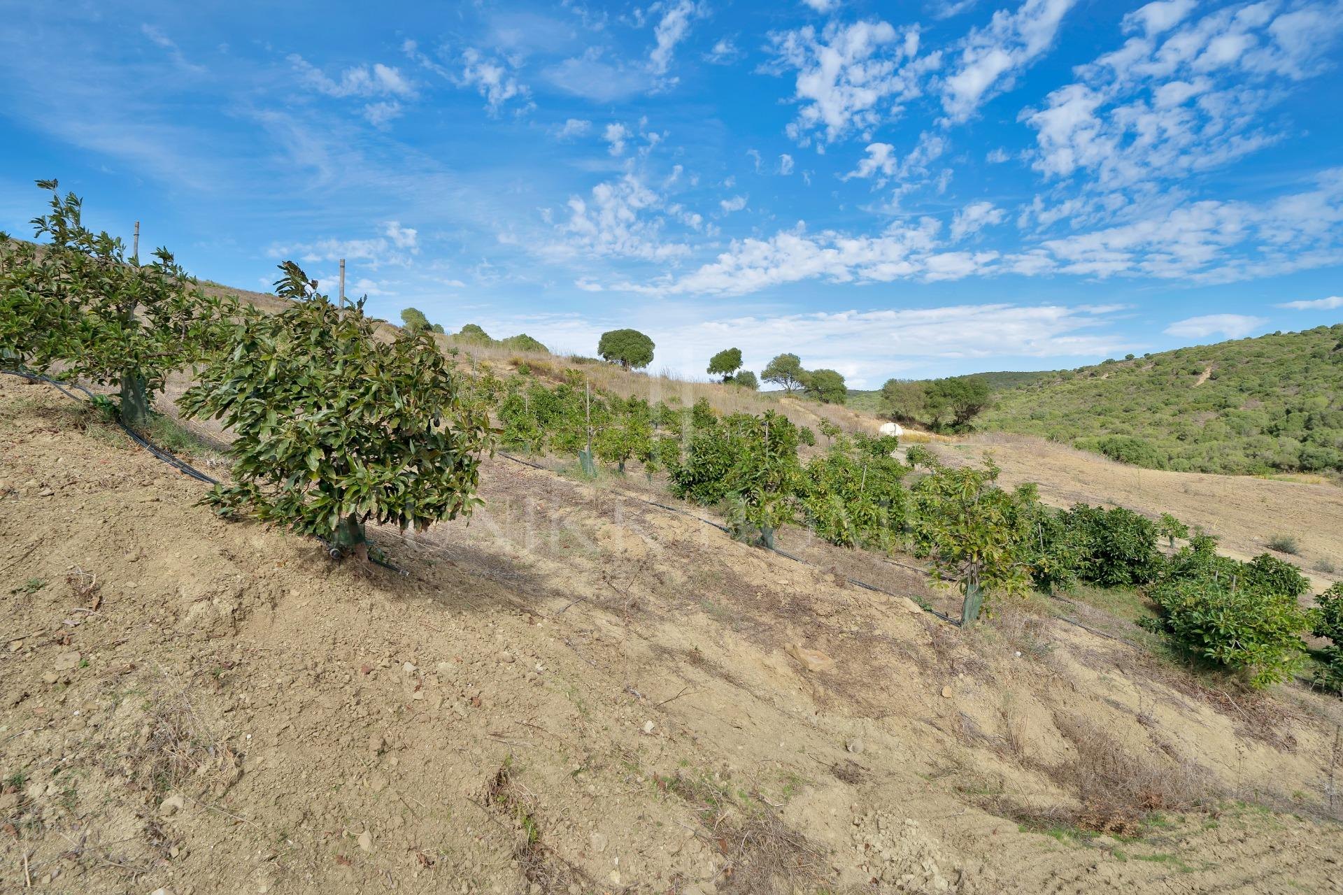 Terreno en HONDA CABADA, MANILVA, MALAGA