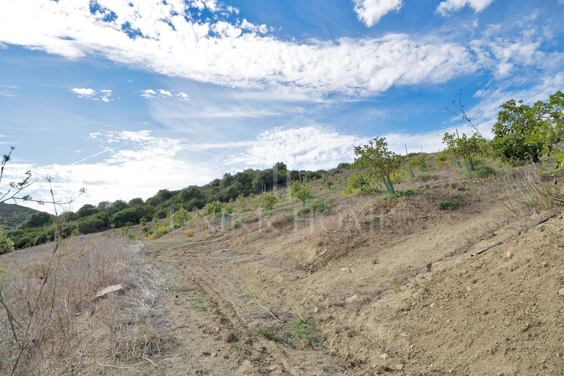 Terreno en HONDA CABADA, MANILVA, MALAGA