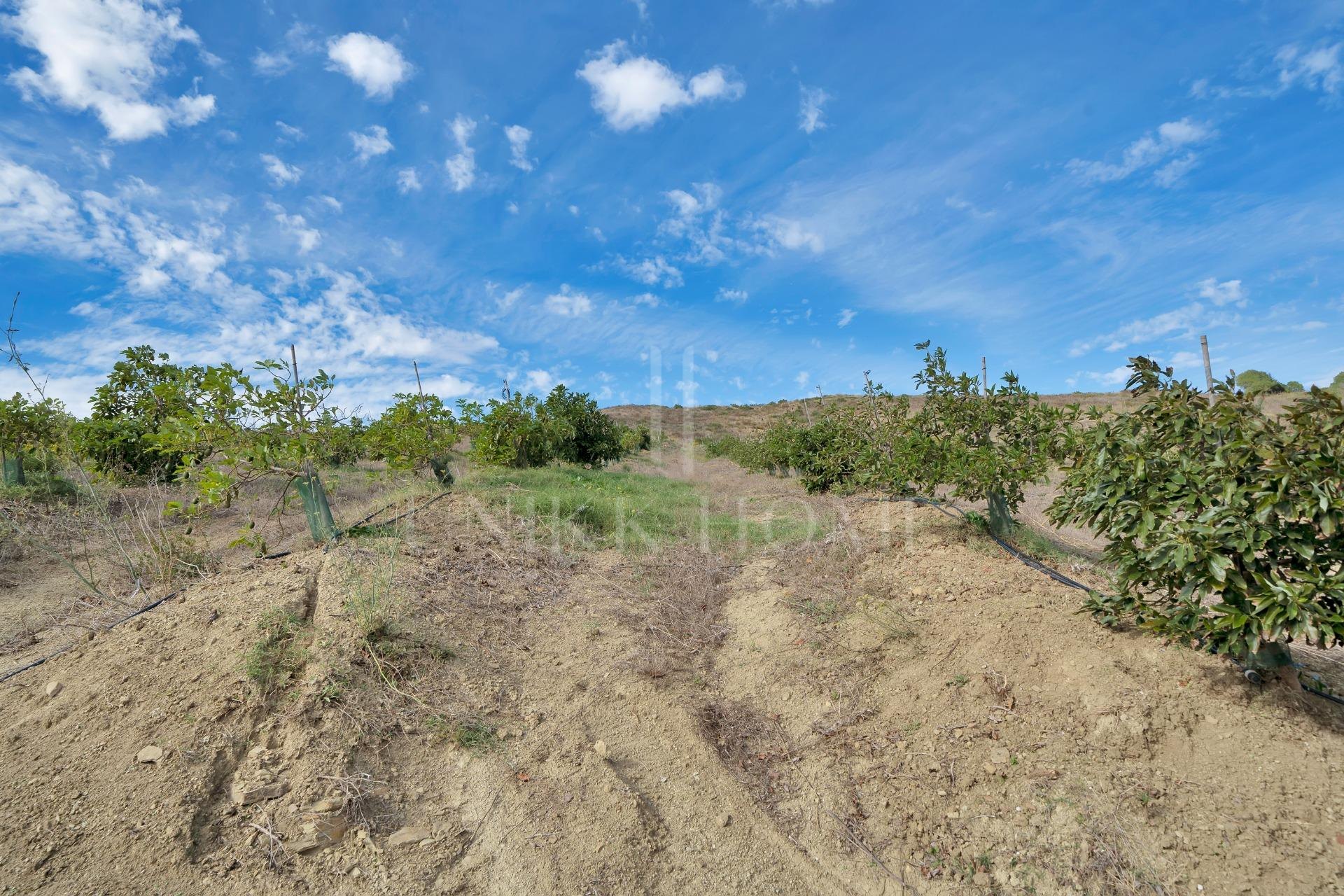 Terreno en HONDA CABADA, MANILVA, MALAGA