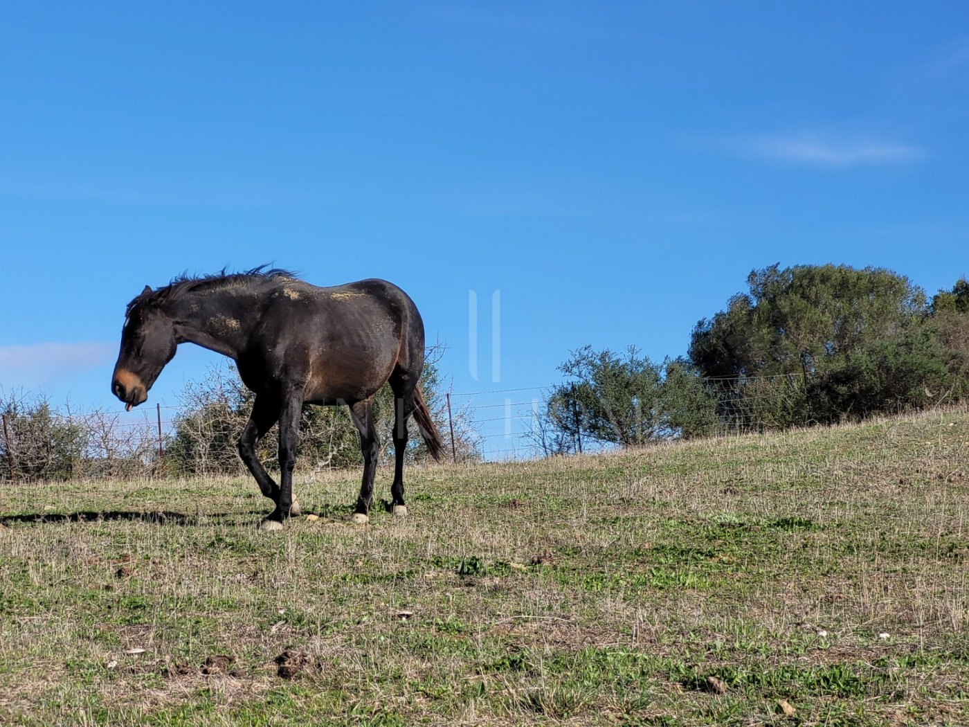 Propiedad de campo (caballos) 6 dorm muy cerca de Sotogrande.