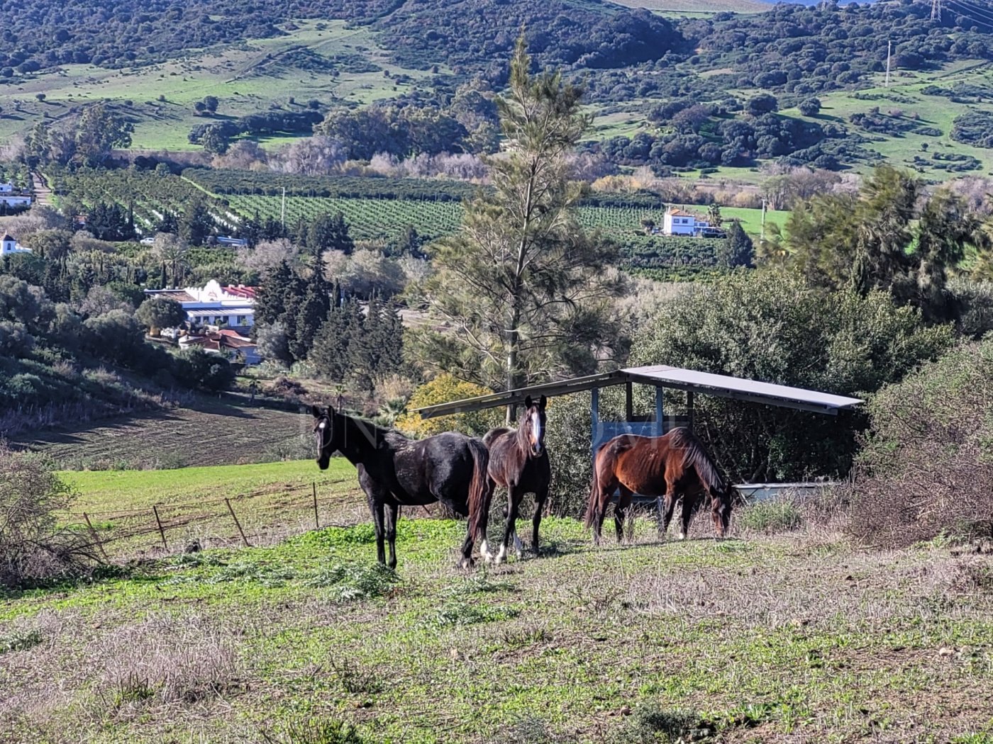 Propiedad de campo (caballos) 6 dorm muy cerca de Sotogrande.