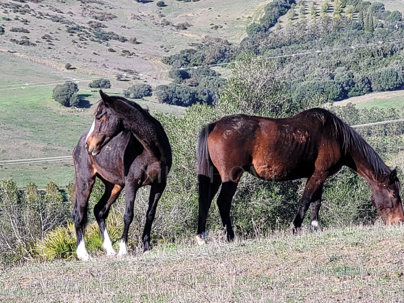 Propiedad de campo (caballos) 6 dorm muy cerca de Sotogrande.
