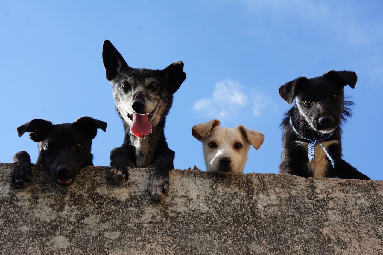 Pet Owner’s Guide to Estepona, Spain