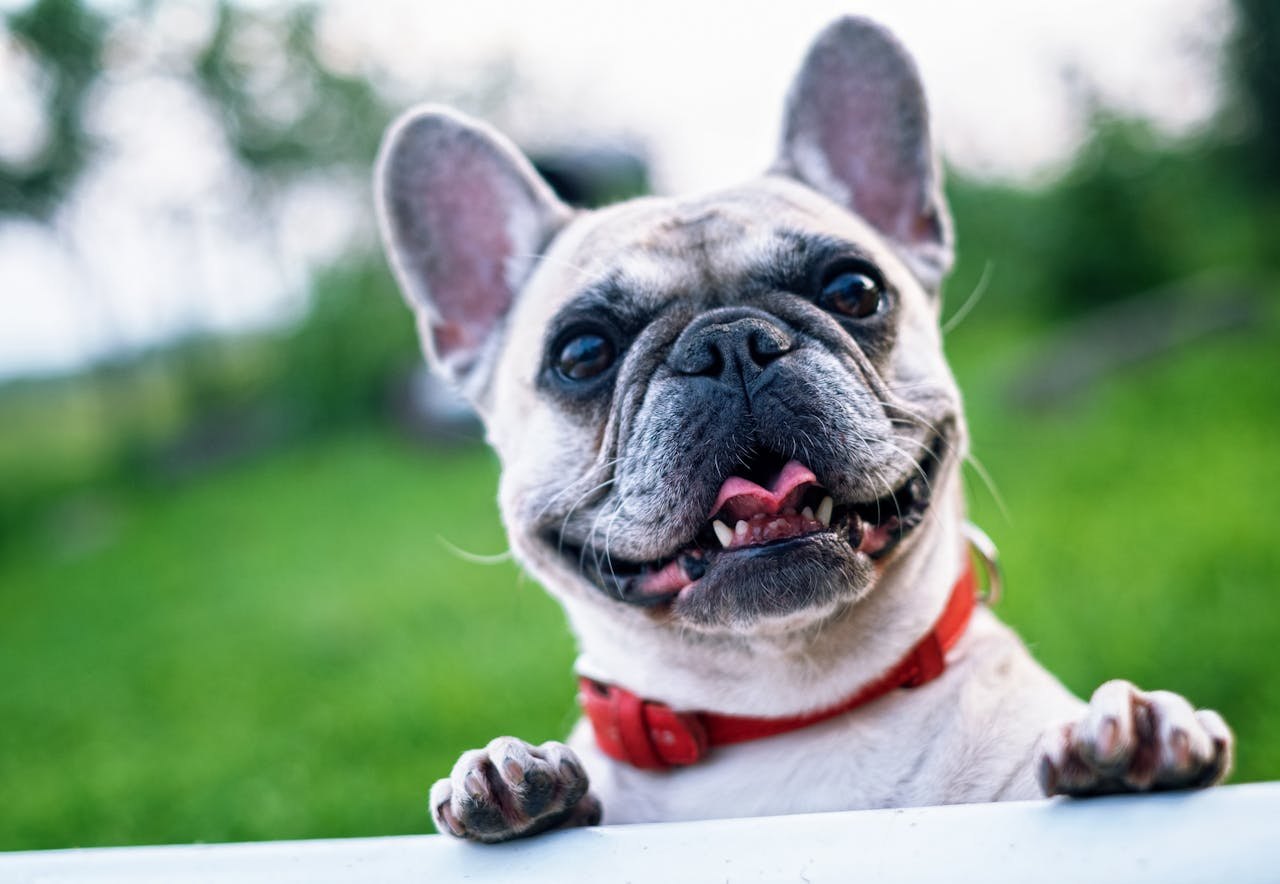 The Rise of Pet-Friendly Holiday Rentals