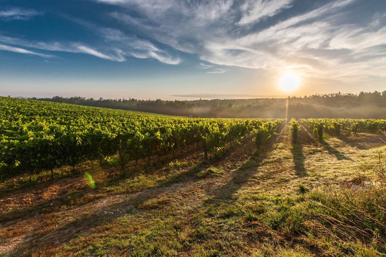 Top Wineries to Visit in Málaga Province