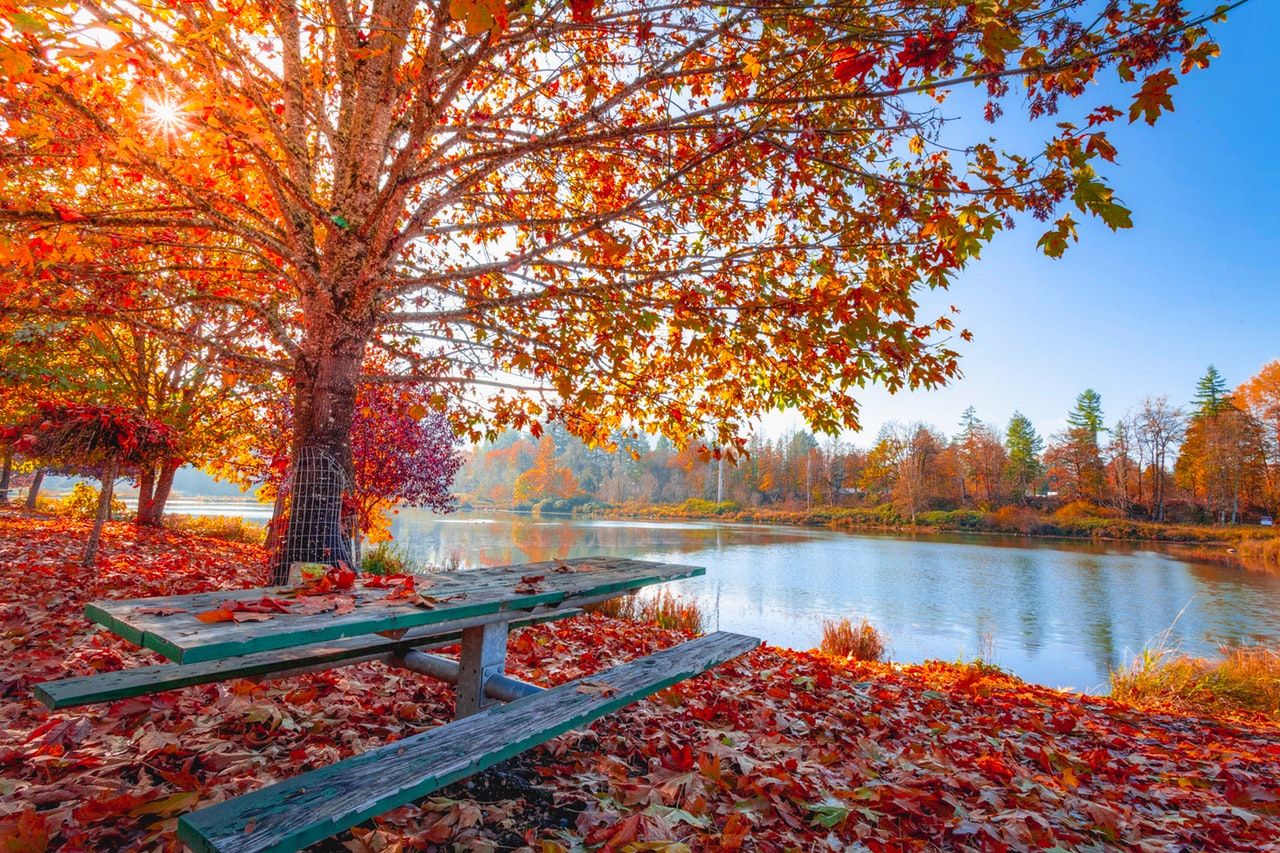 Autumn tree in Marbella