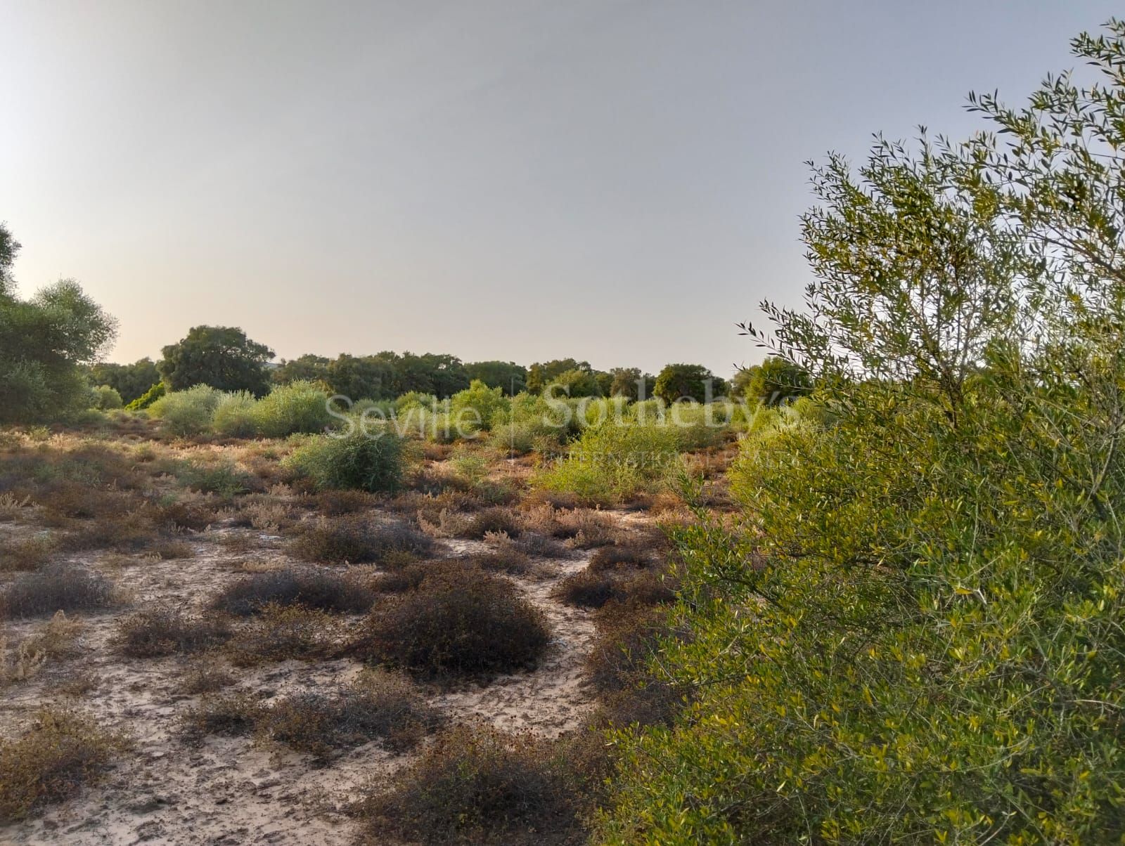 Estate in Medina Sidonia