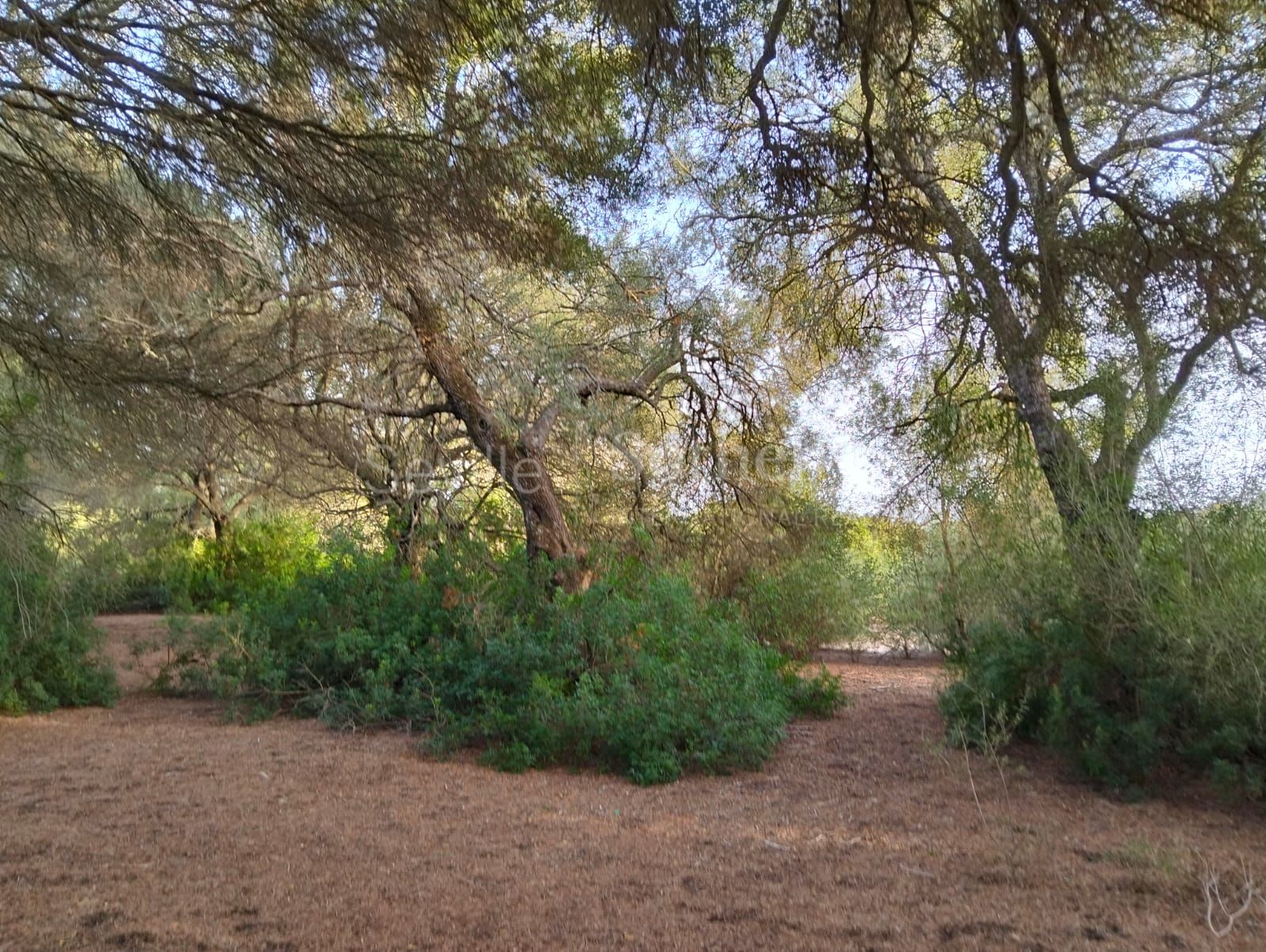 Estate in Medina Sidonia