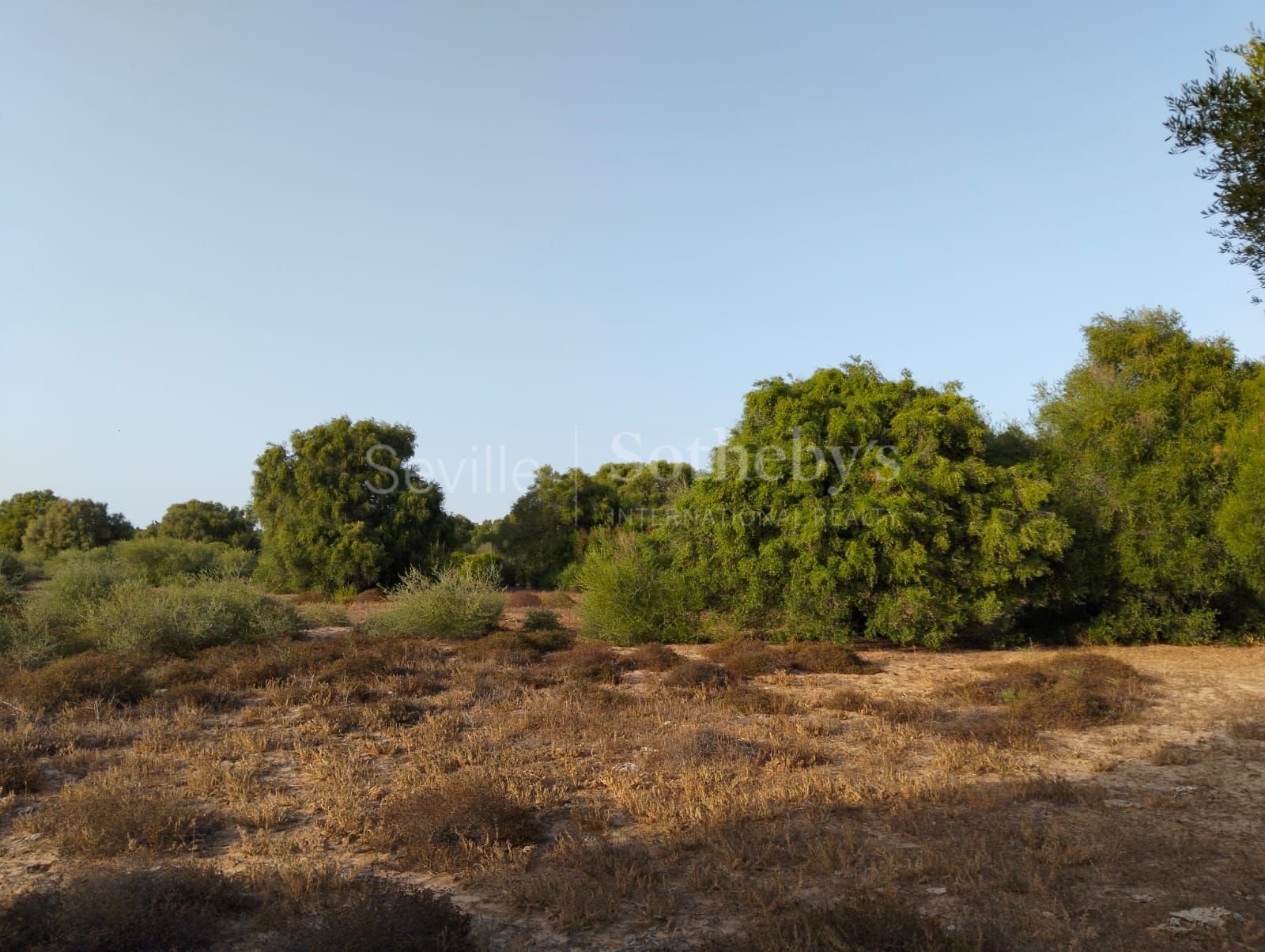 Estate in Medina Sidonia