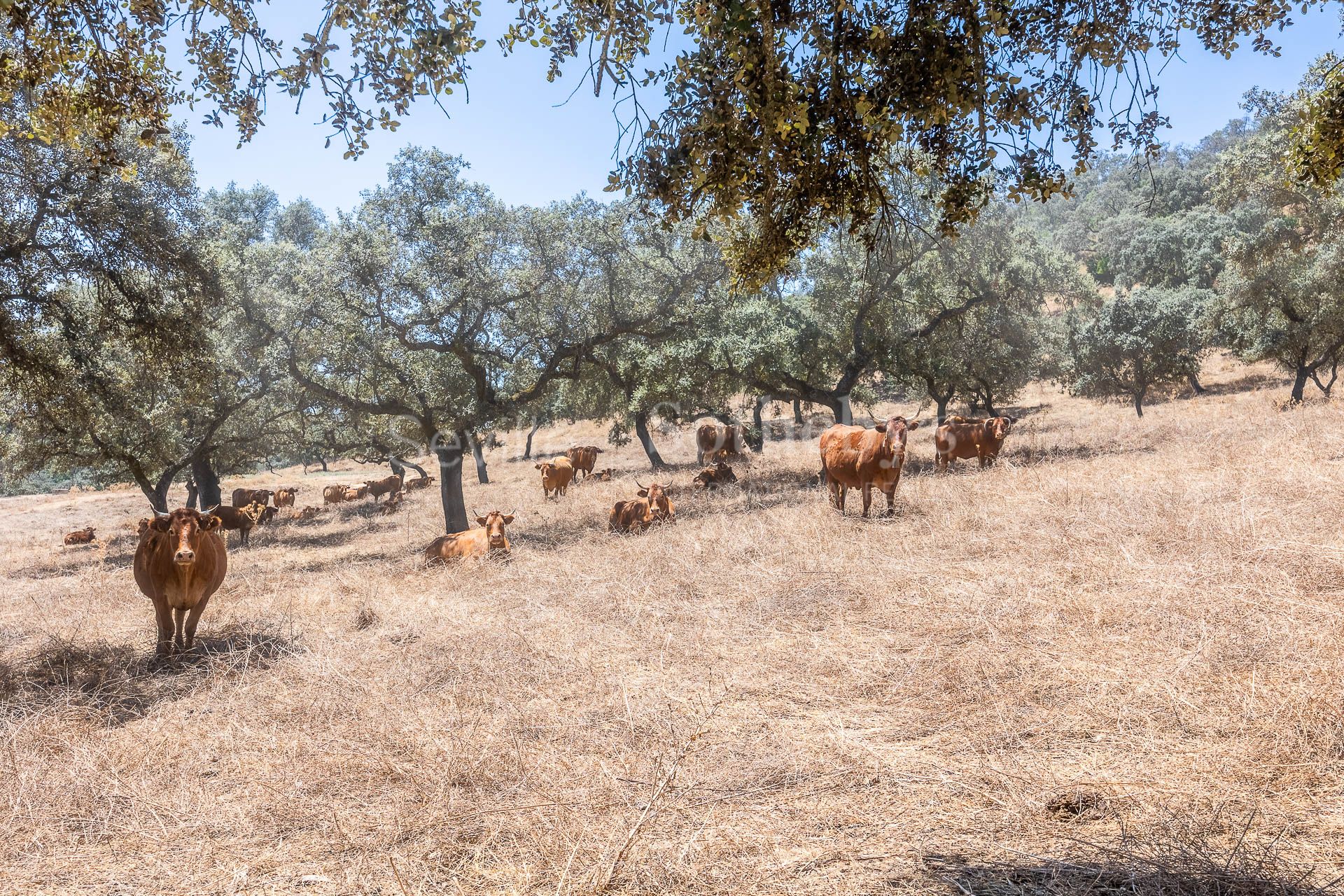 Private Estate surrounded by the Breña Reservoir and Mediterranean Forest