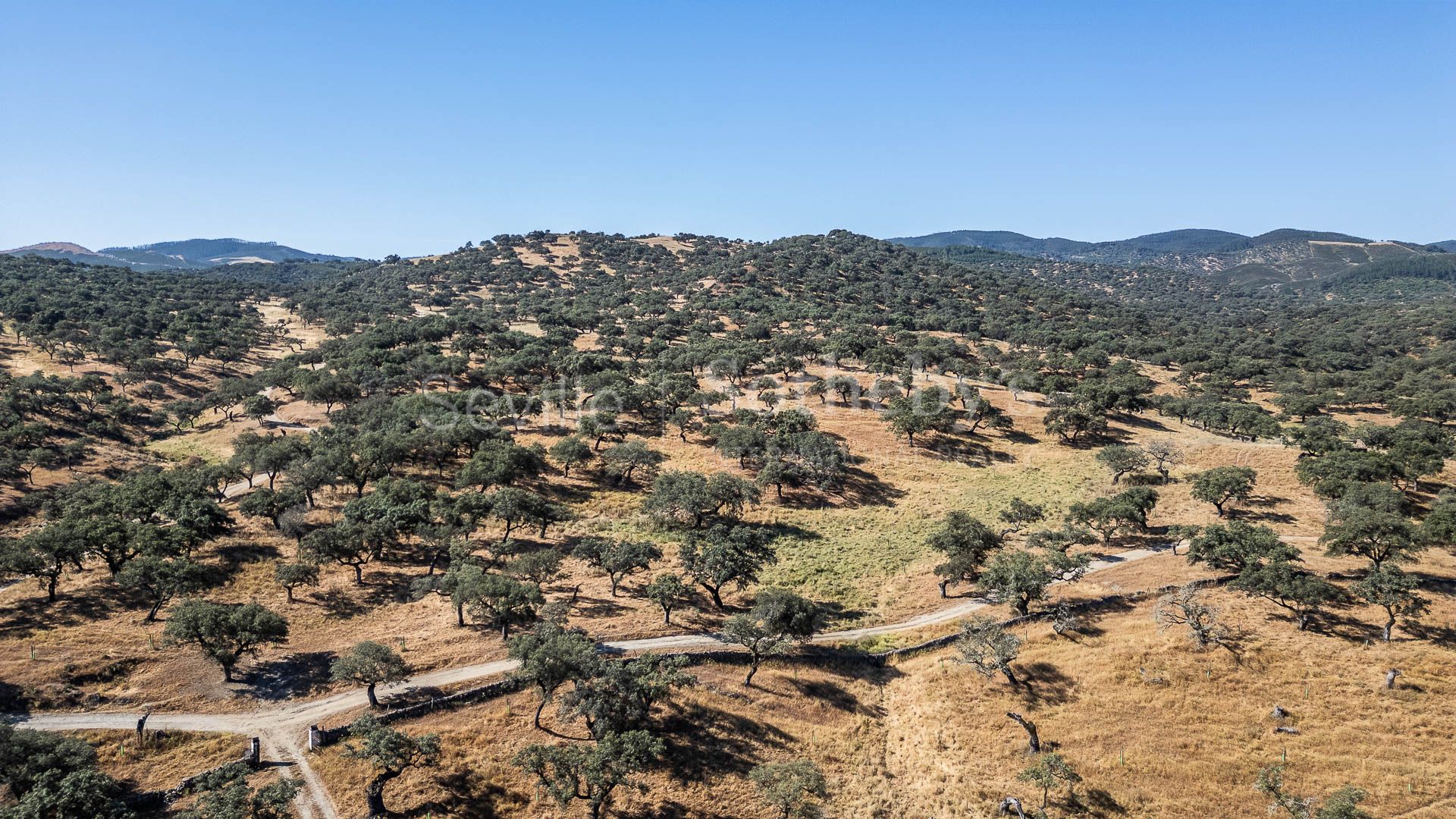 Livestock Dehesa of 208 Hectares in Aracena