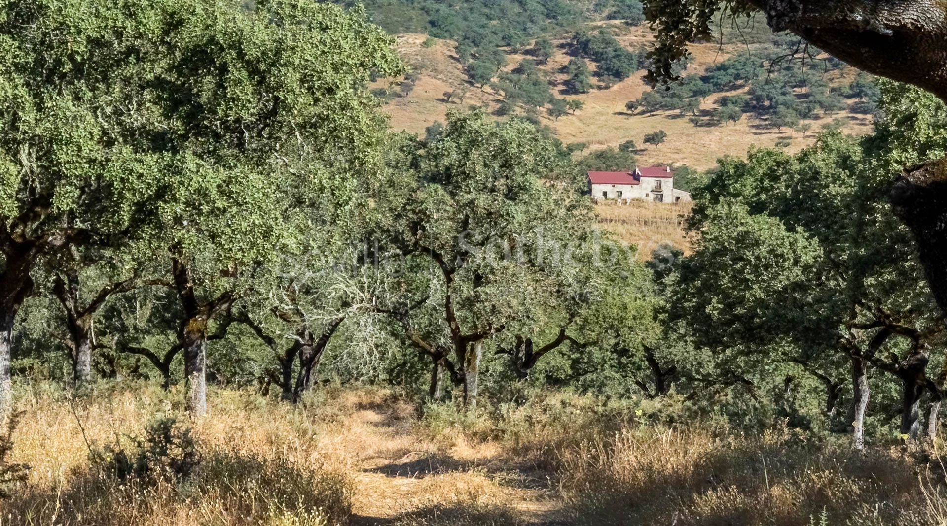 Livestock Dehesa of 208 Hectares in Aracena