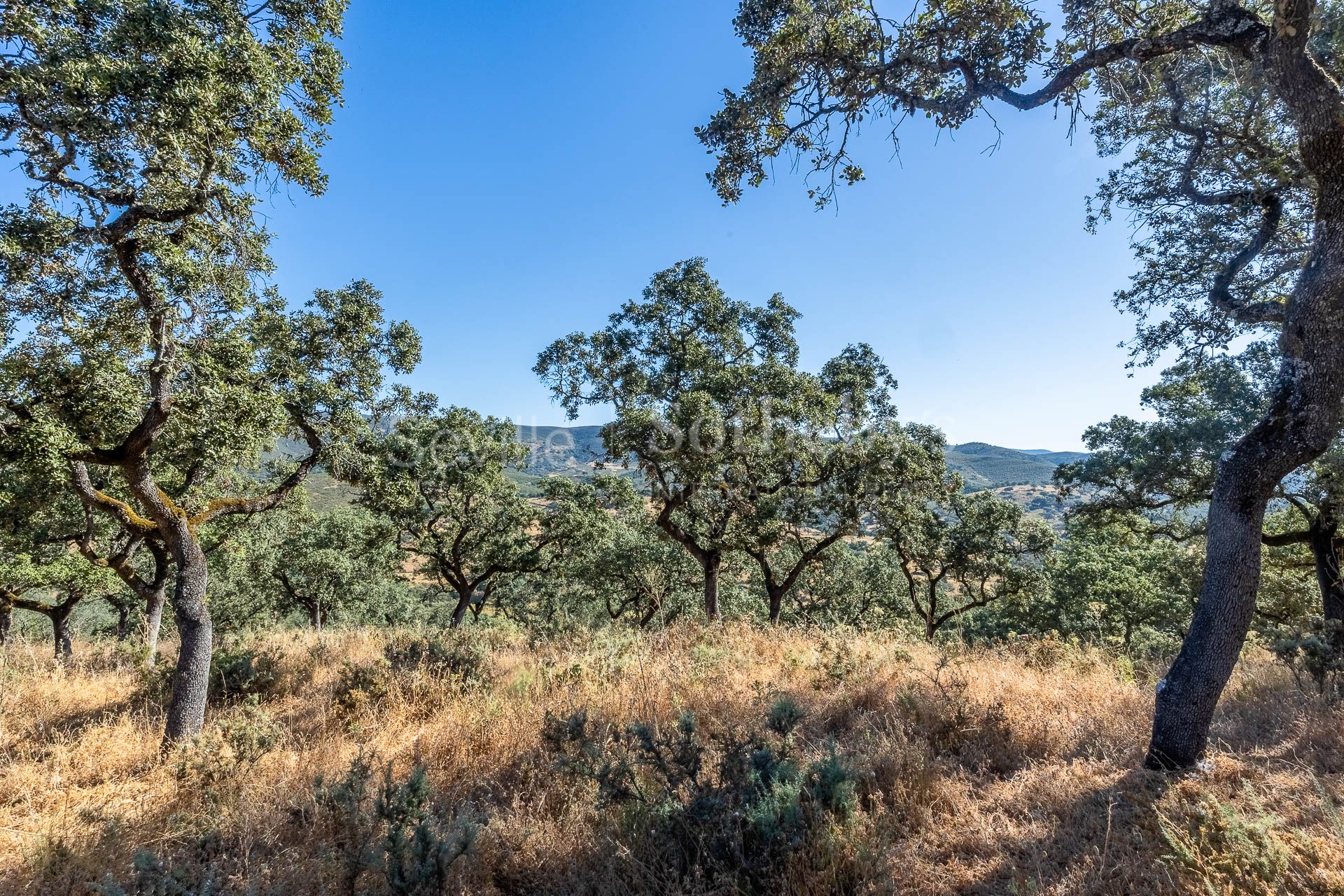 Livestock Dehesa of 208 Hectares in Aracena