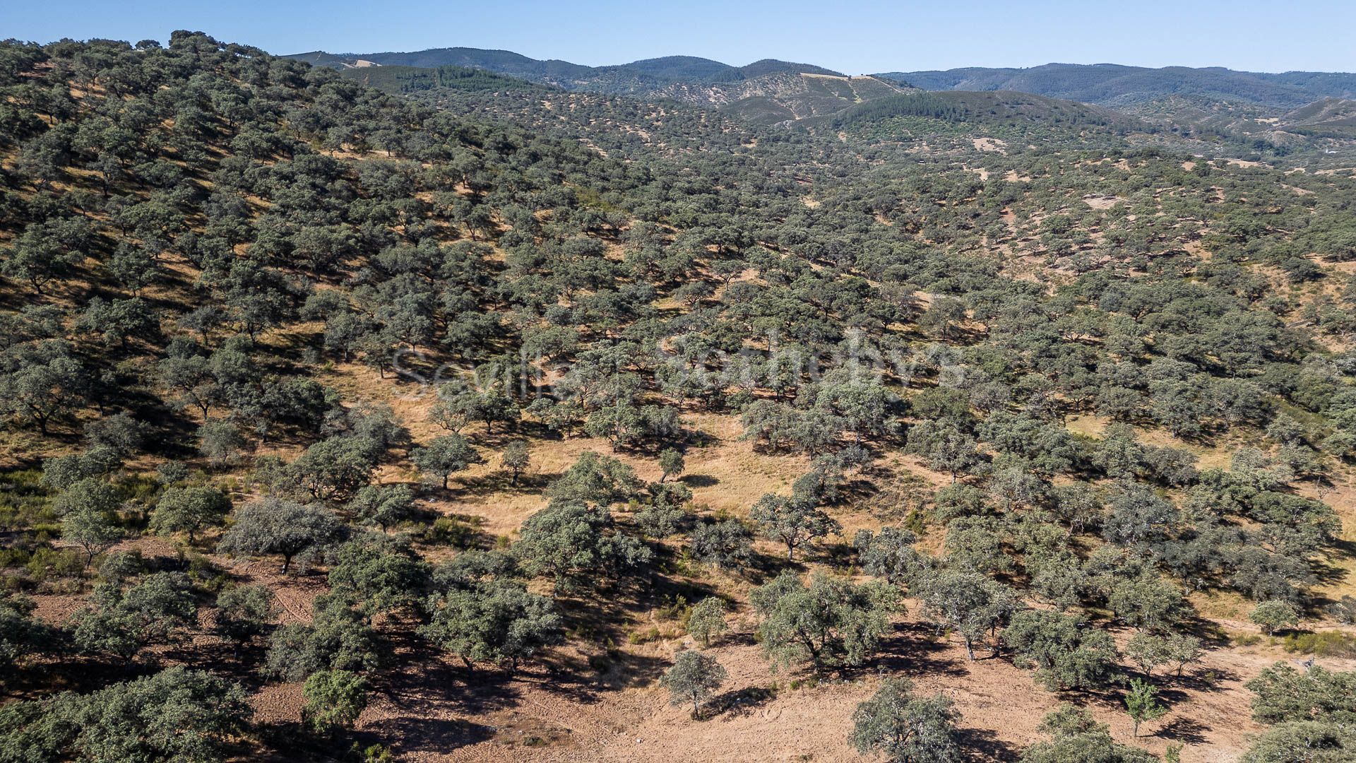 Dehesa Ganadera de 208 Hectáreas en Aracena