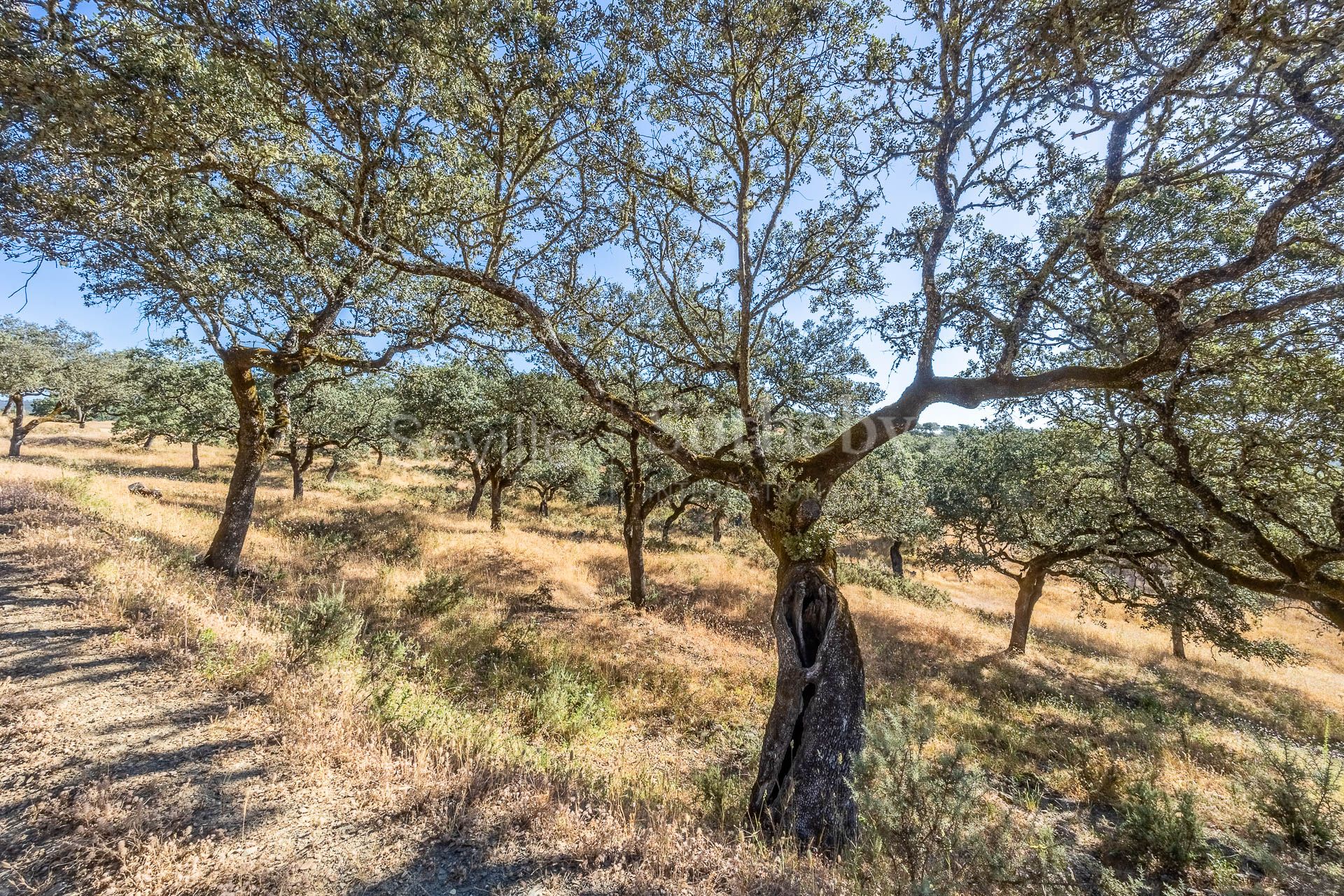 Livestock Dehesa of 208 Hectares in Aracena