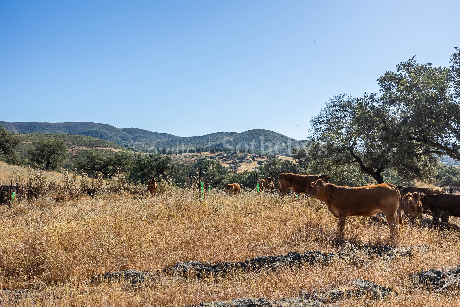 Livestock Dehesa of 208 Hectares in Aracena