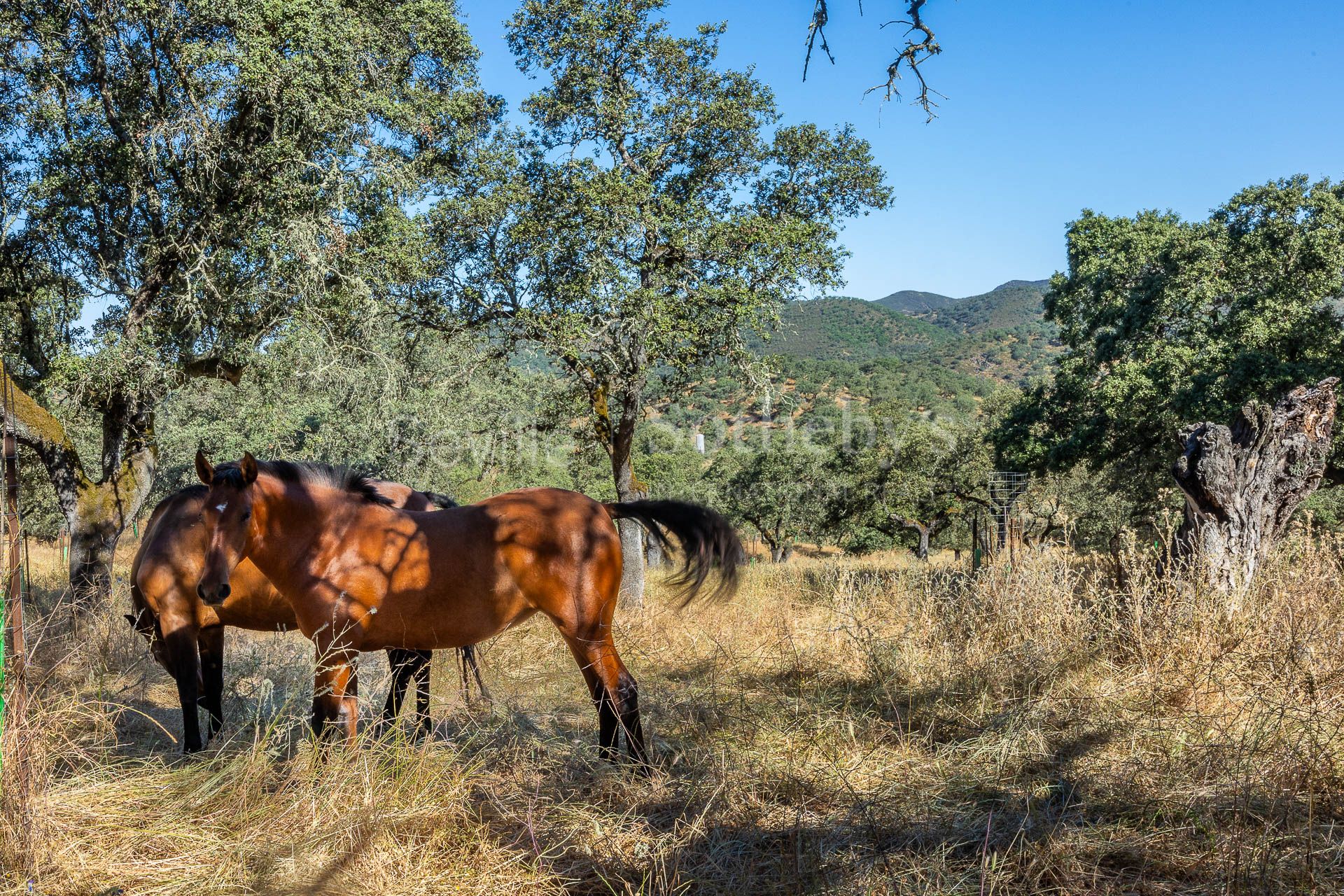 Livestock Dehesa of 208 Hectares in Aracena