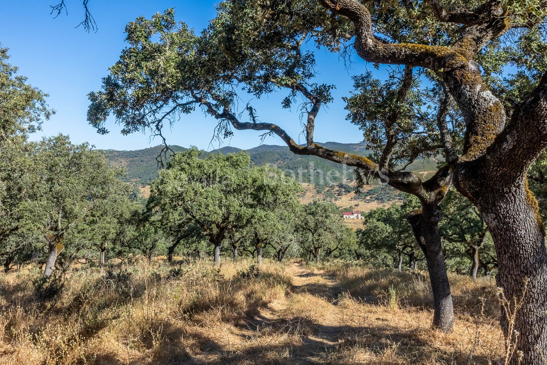 Livestock Dehesa of 208 Hectares in Aracena