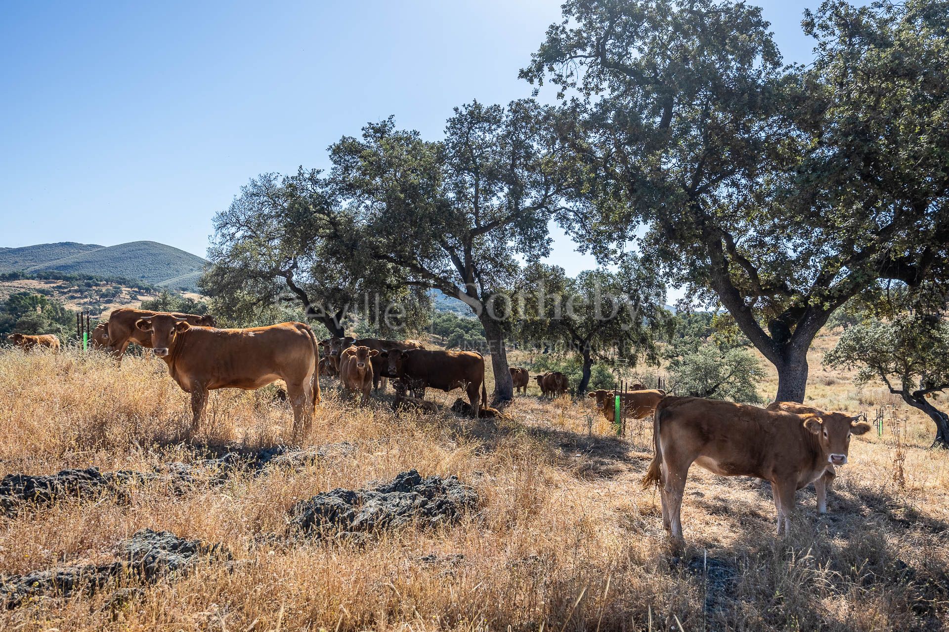 Livestock Dehesa of 208 Hectares in Aracena