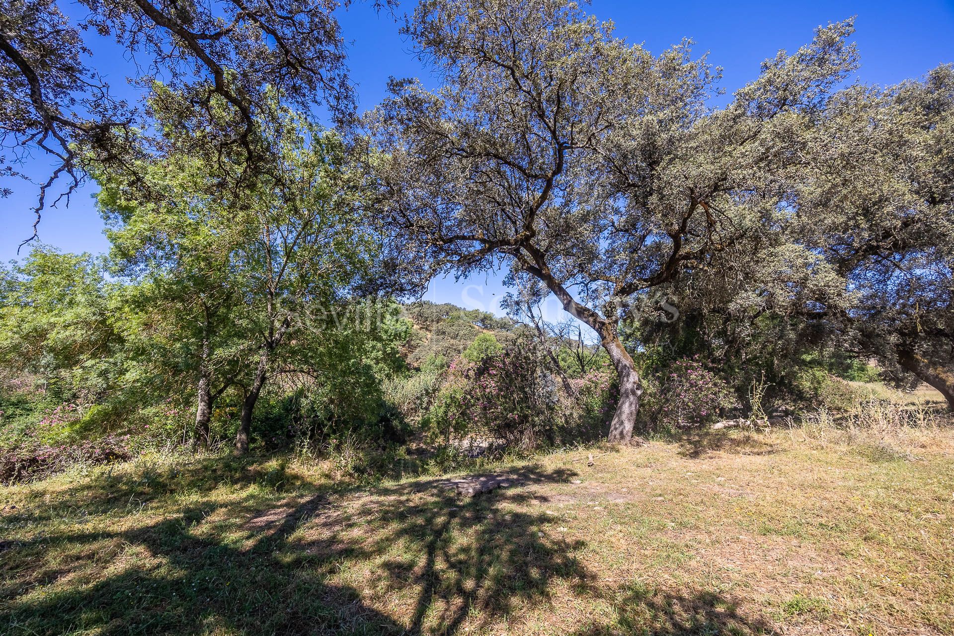 Livestock Dehesa of 208 Hectares in Aracena