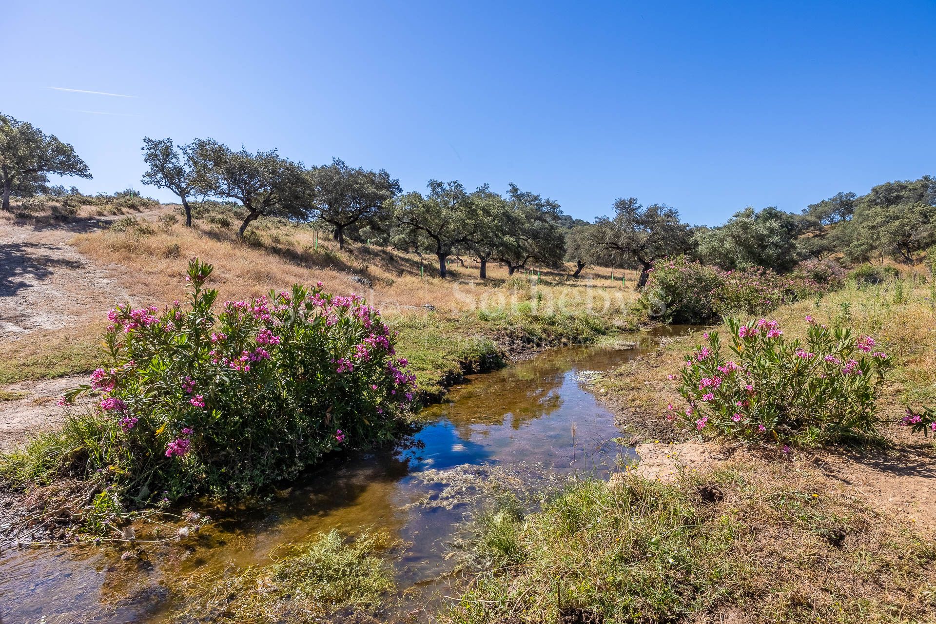 Livestock Dehesa of 208 Hectares in Aracena