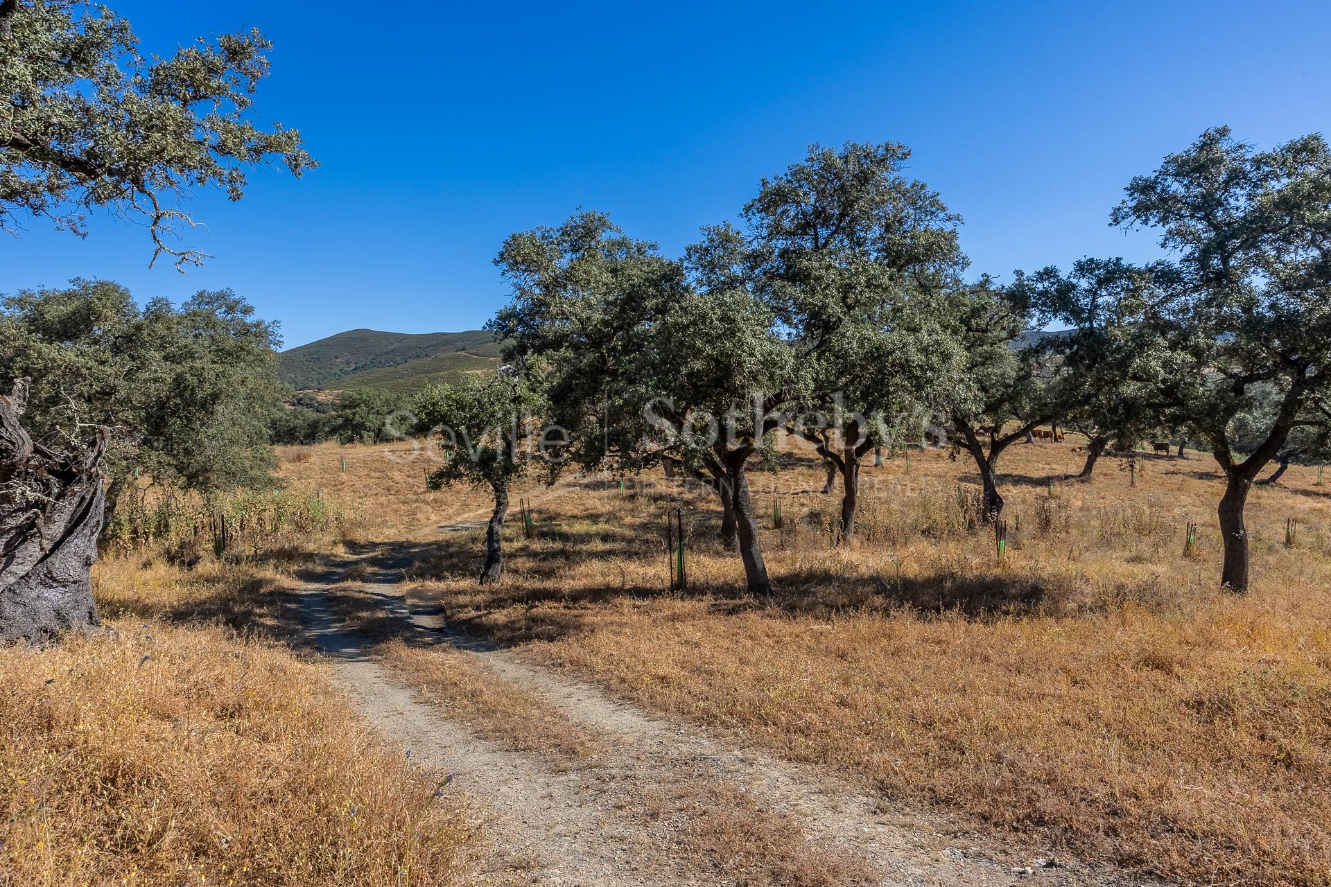 Livestock Dehesa of 208 Hectares in Aracena