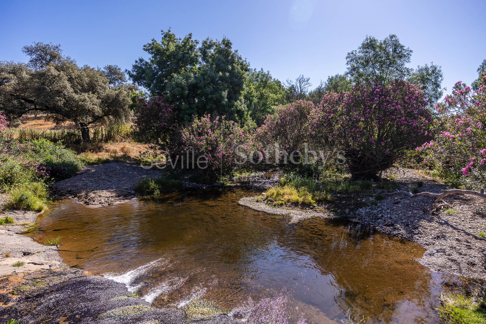 Livestock Dehesa of 208 Hectares in Aracena