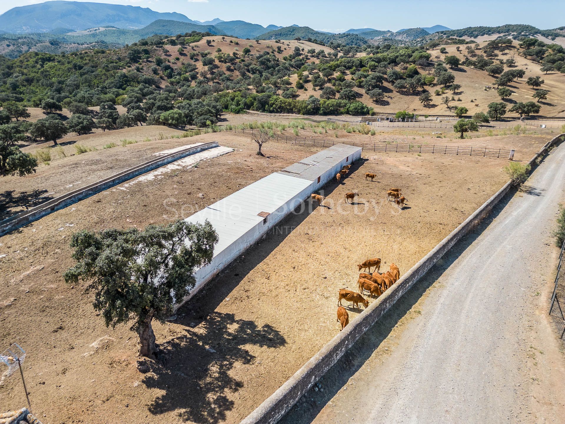 Livestock pasture with farmhouse and stud farm