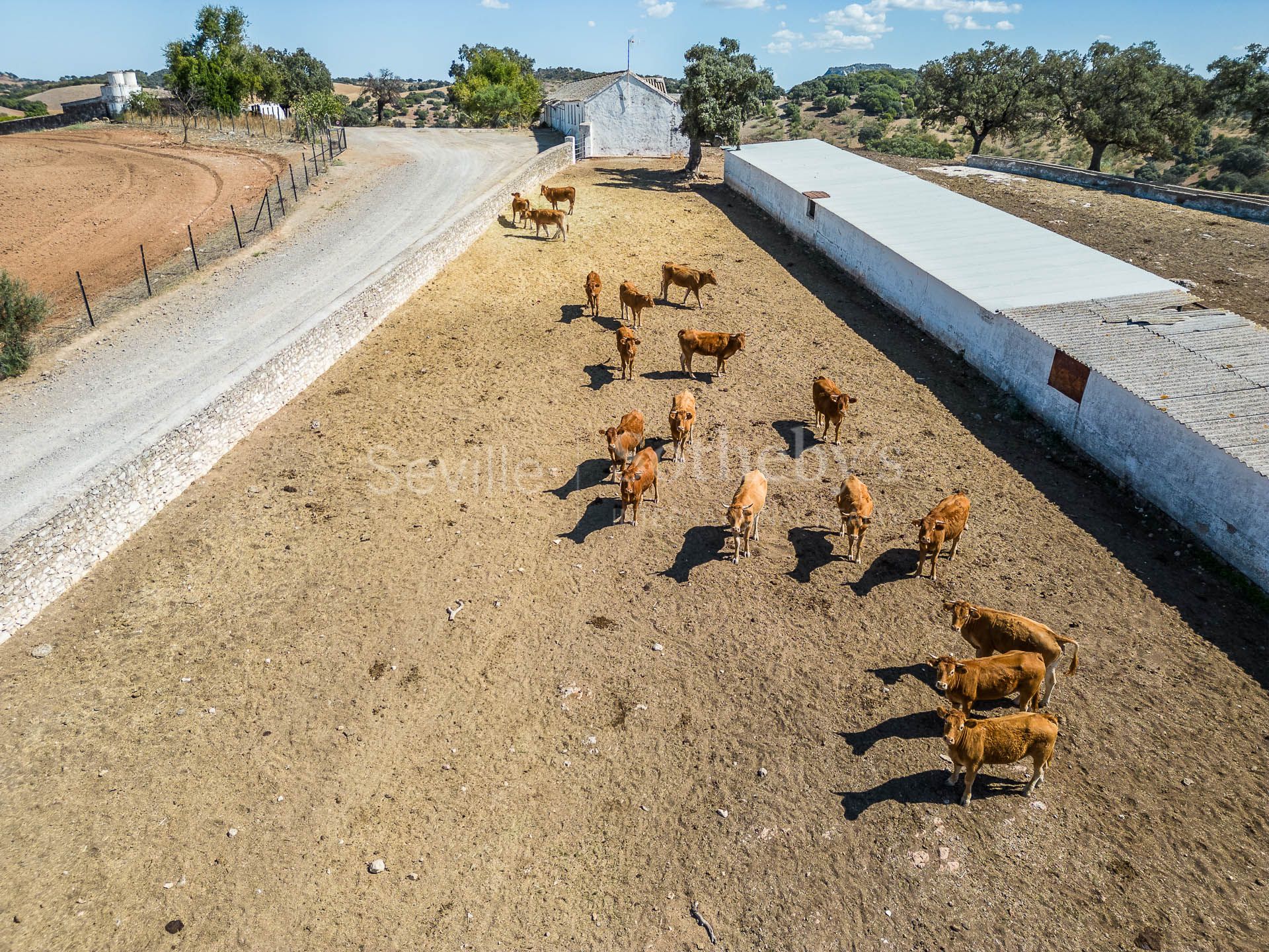 Livestock pasture with farmhouse and stud farm