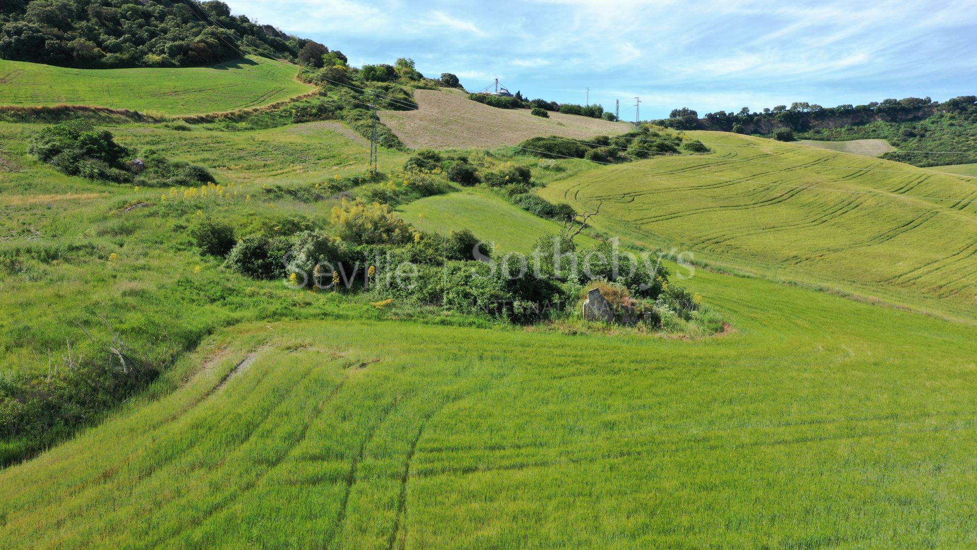 Plot of 6 hectares in the Serrania de Ronda