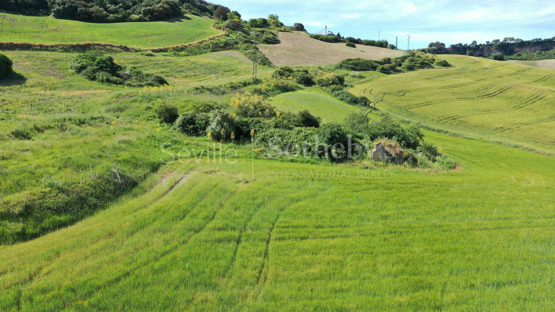 Plot of 6 hectares in the Serrania de Ronda