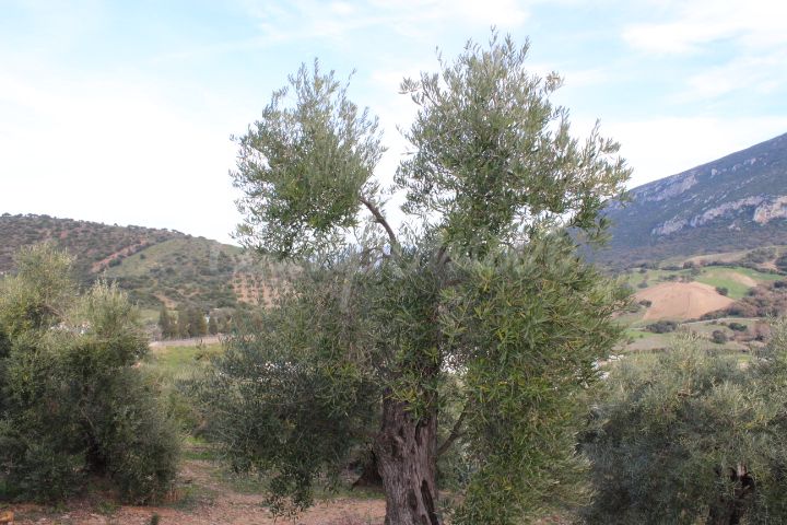 Casa en Algodonales